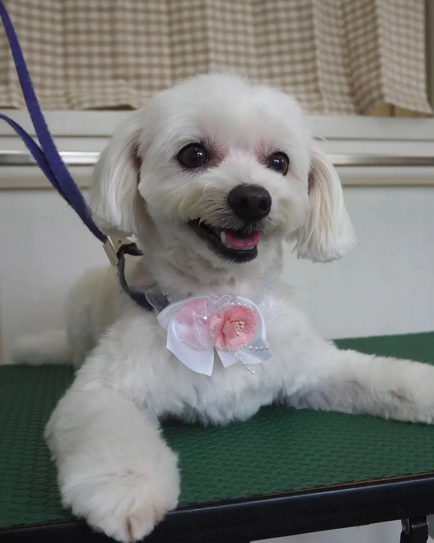 【トリミング】【可愛らしく】