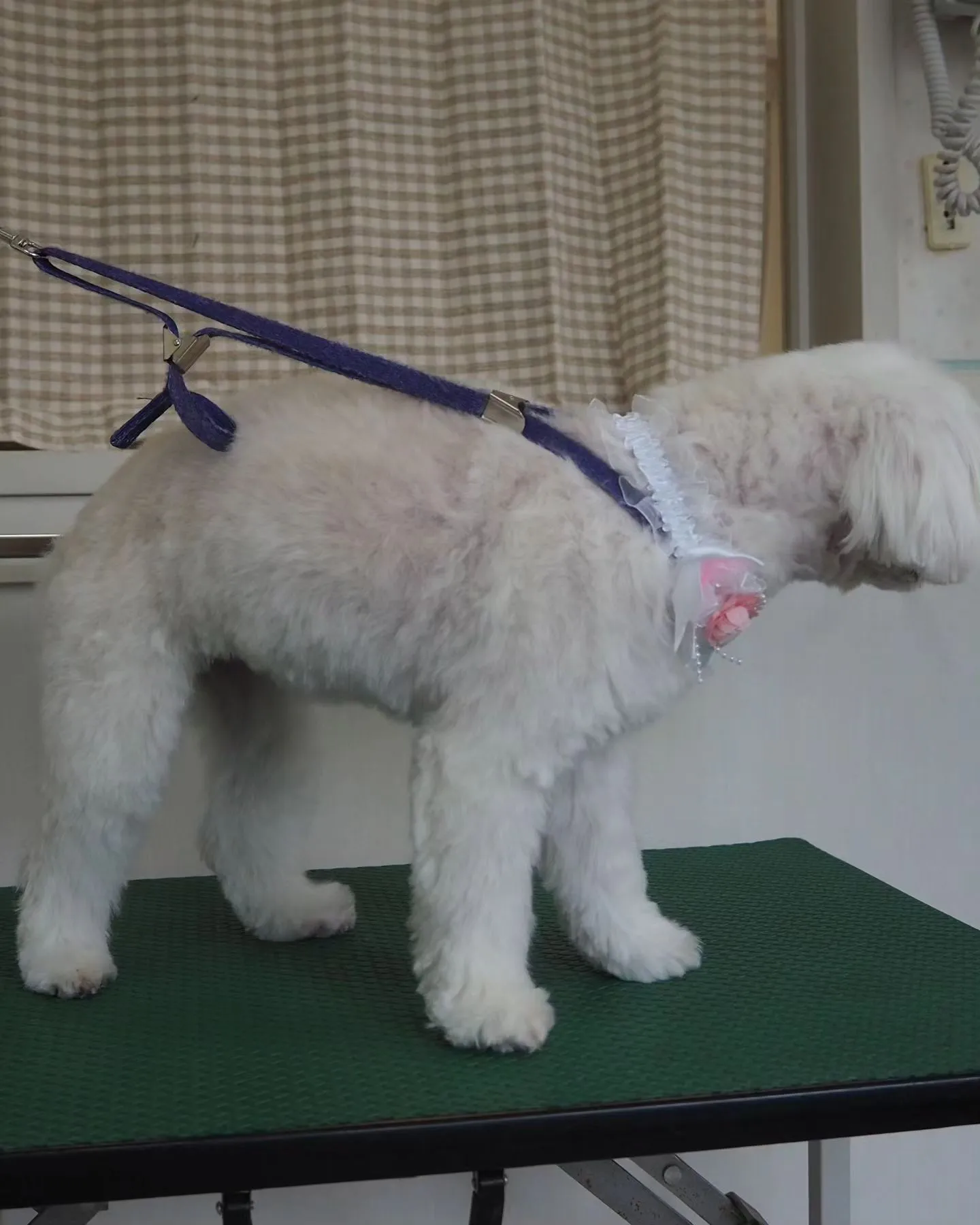 【トリミング】【可愛らしく】