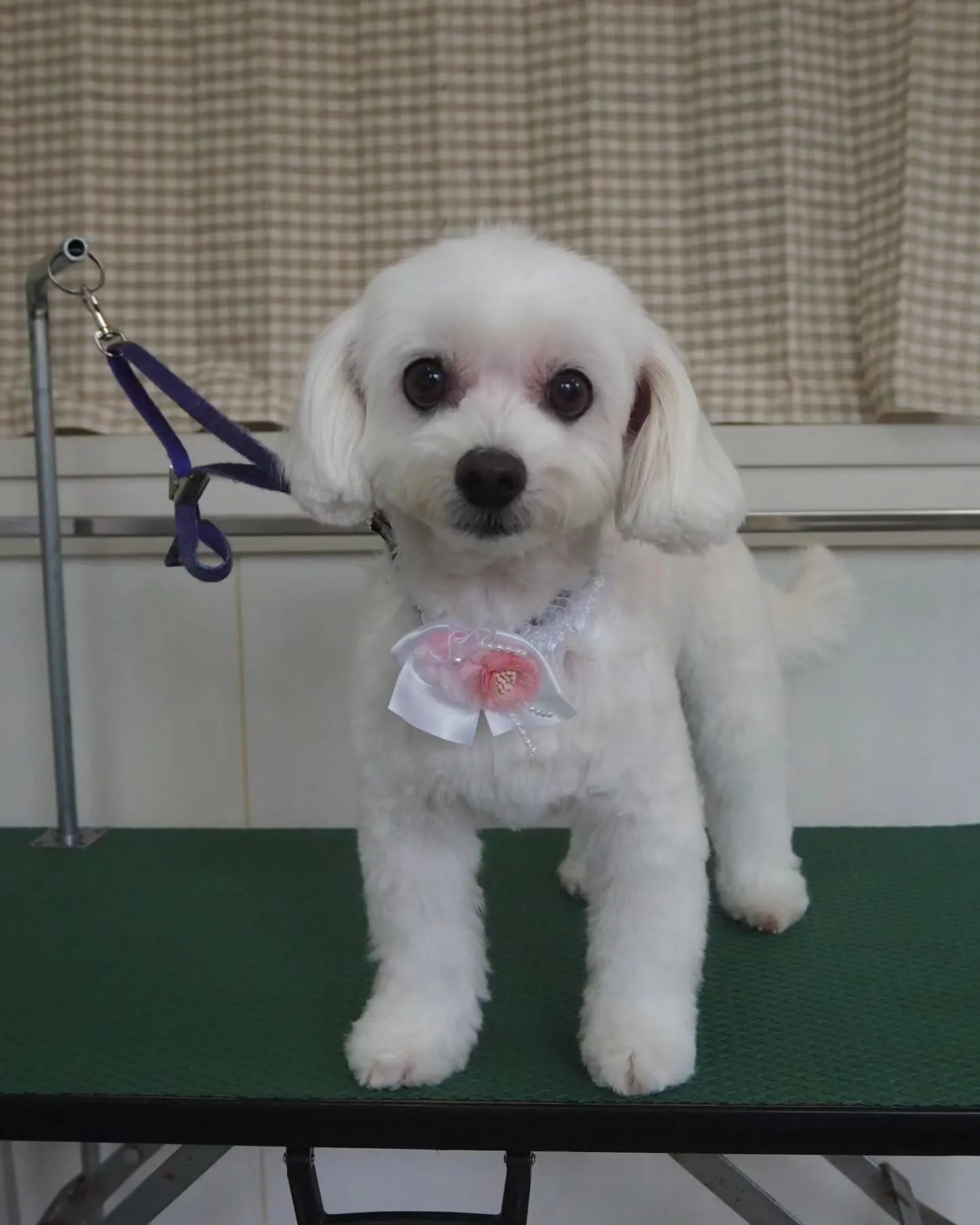 【トリミング】【可愛らしく】