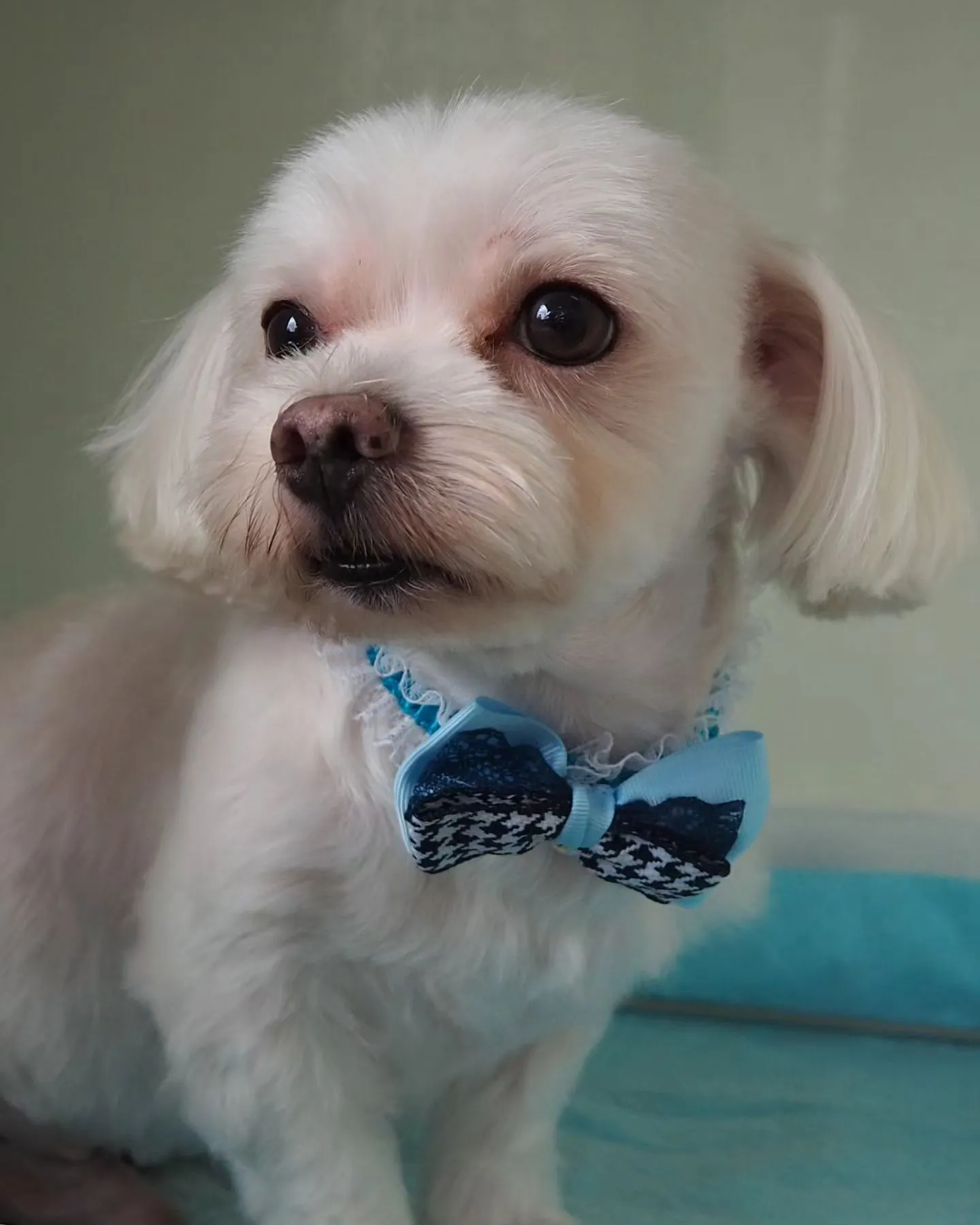 【トリミング】マルチーズ【バリカン仕上げ】