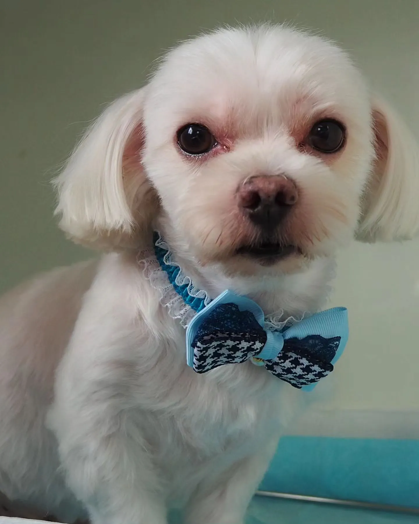 【トリミング】マルチーズ【バリカン仕上げ】