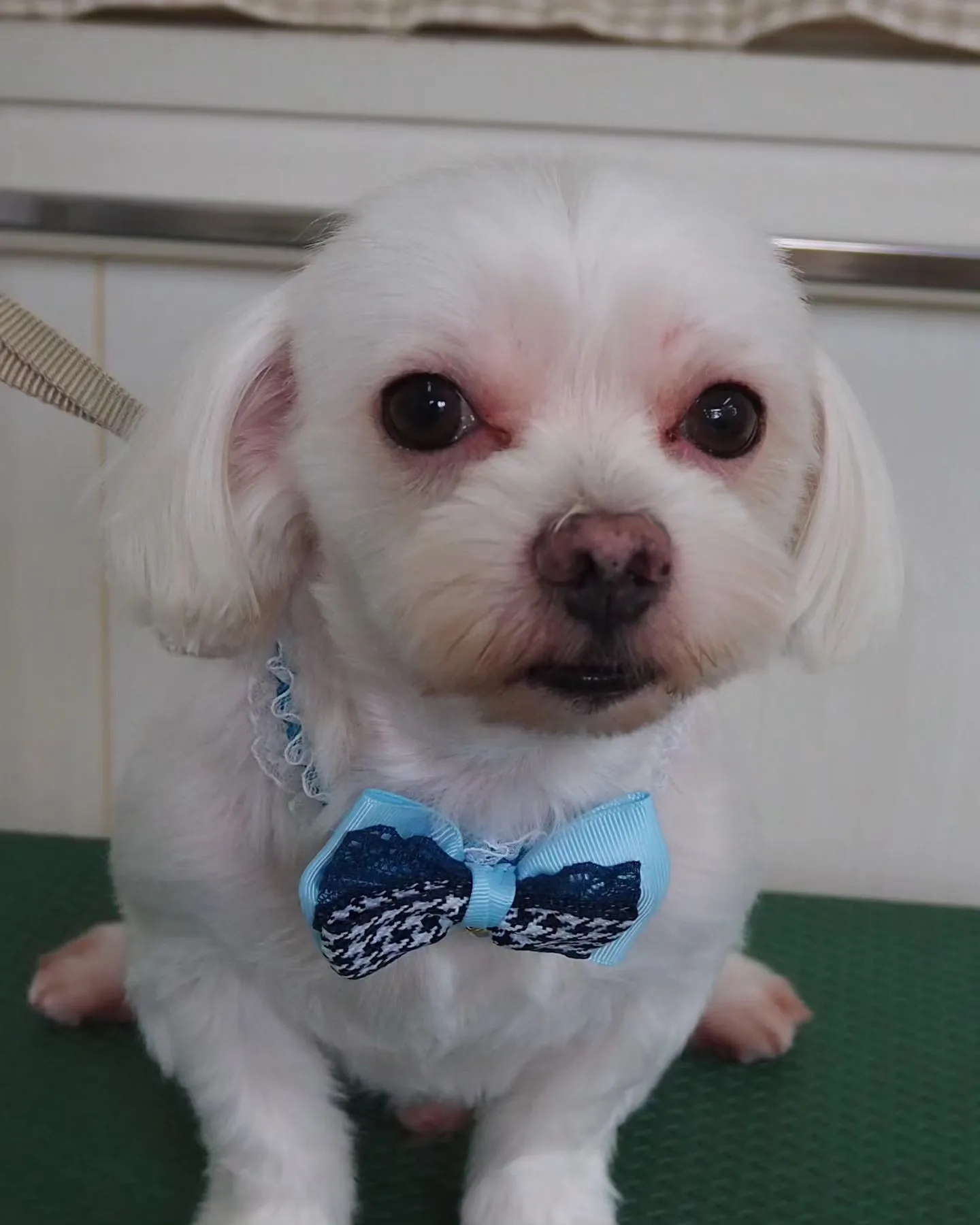 【トリミング】マルチーズ【バリカン仕上げ】