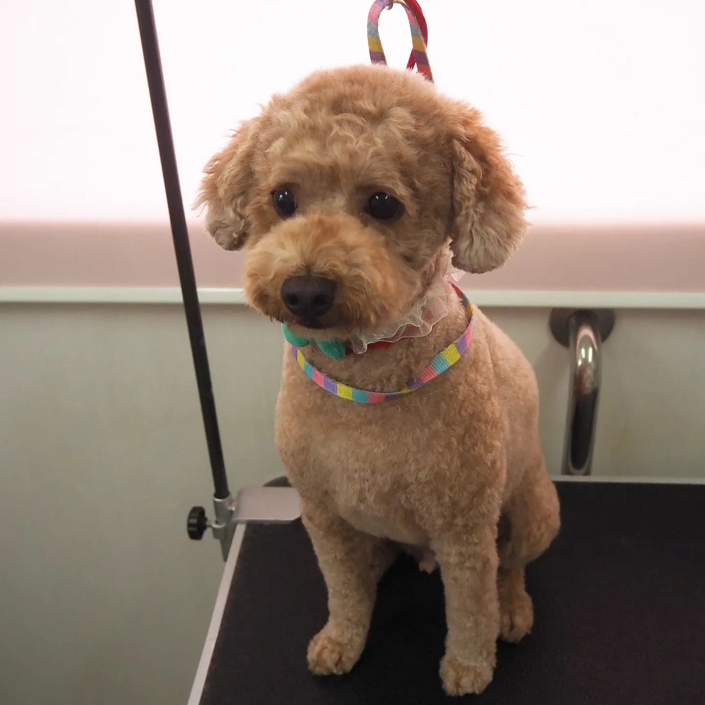 【トリミング】トイプードル【バリカン仕上げ】