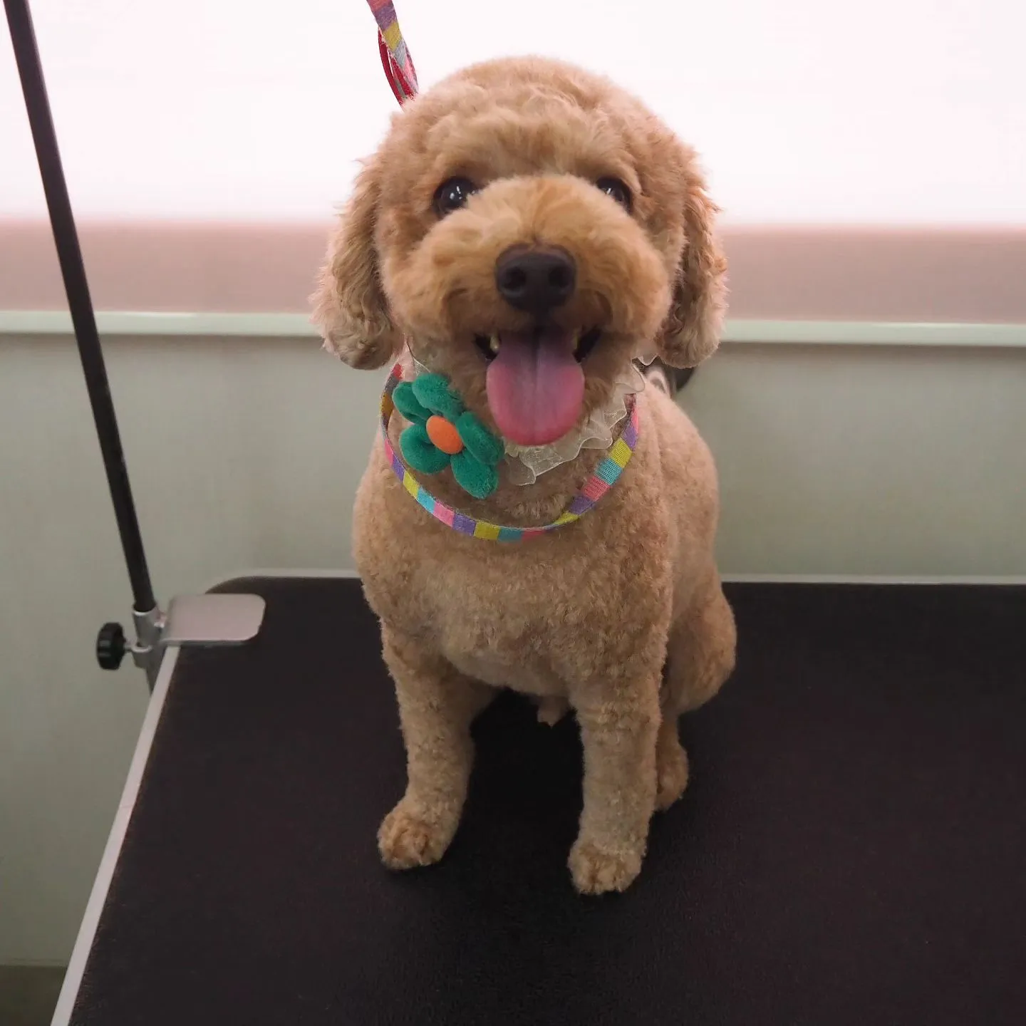 【トリミング】トイプードル【バリカン仕上げ】