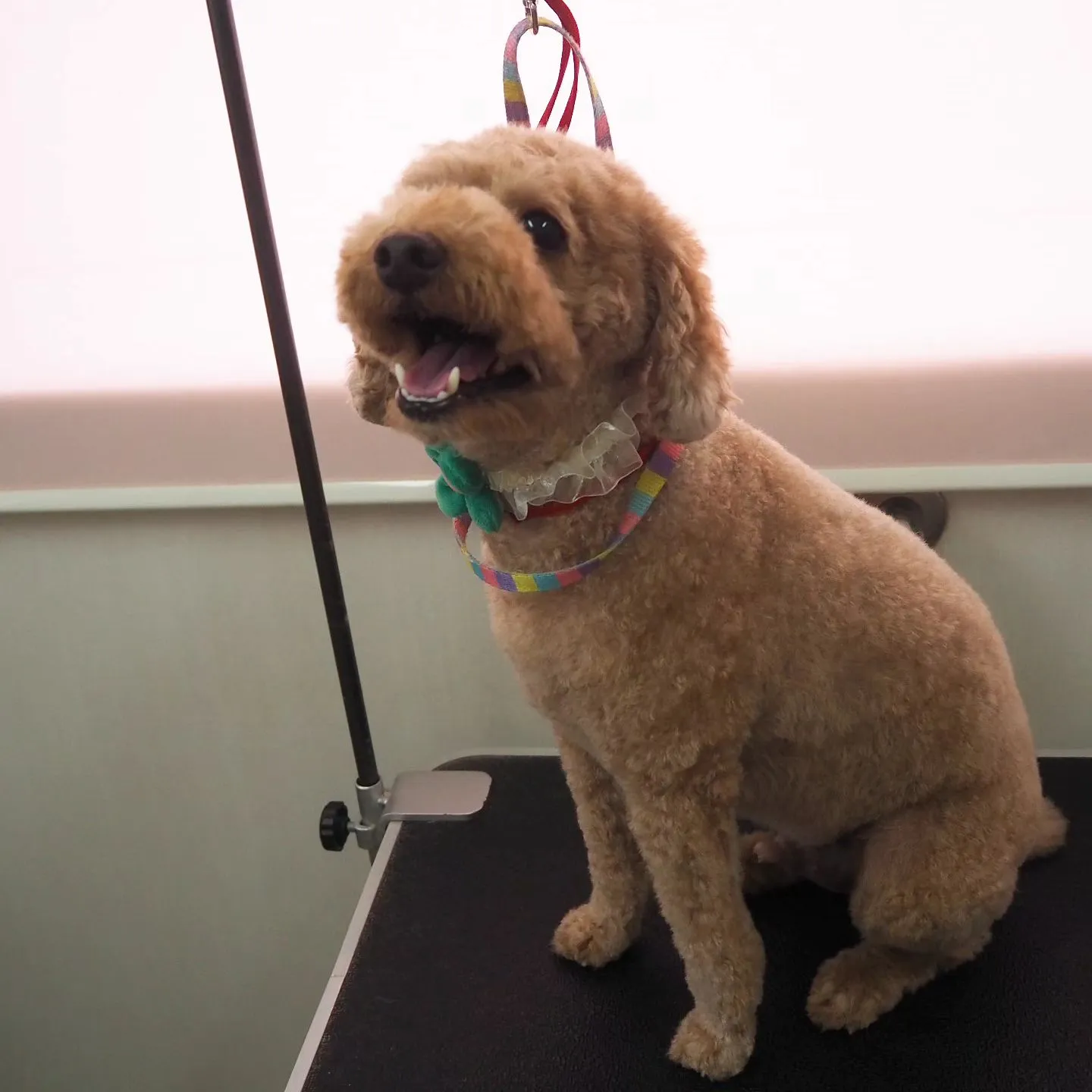 【トリミング】トイプードル【バリカン仕上げ】