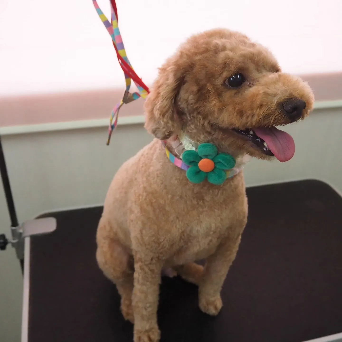 【トリミング】トイプードル【バリカン仕上げ】