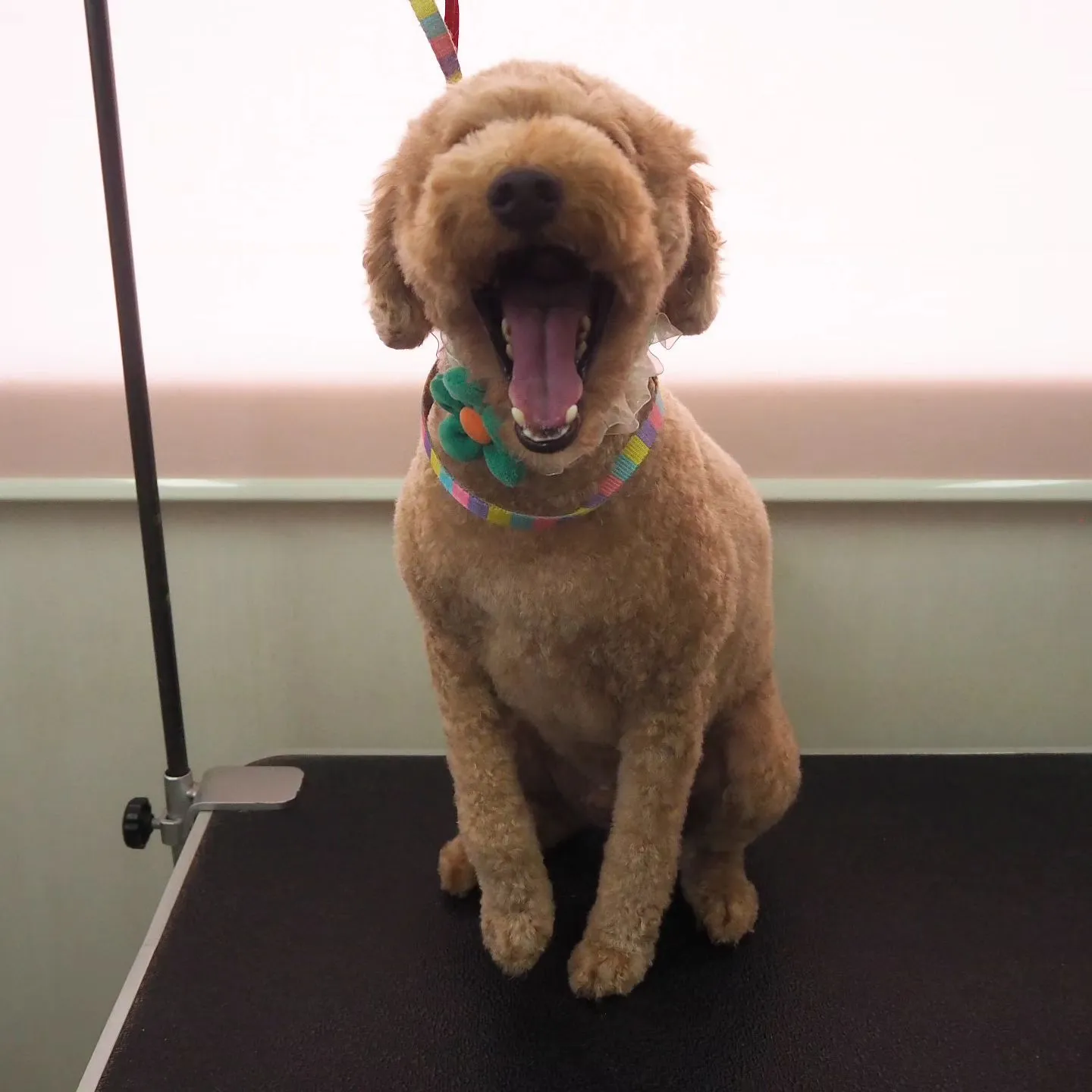 【トリミング】トイプードル【バリカン仕上げ】