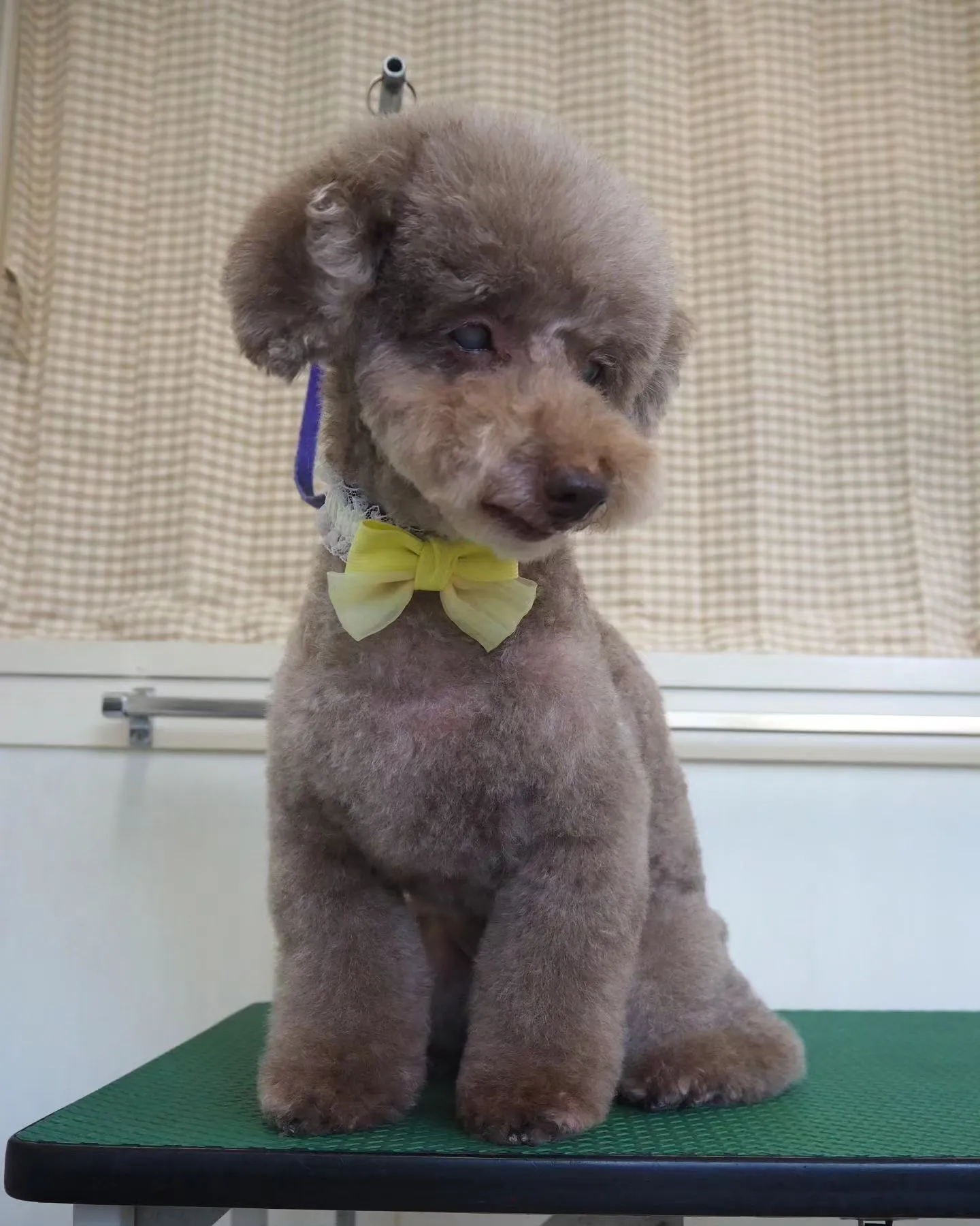 【トリミング】少しイメチェン【トイプードル】