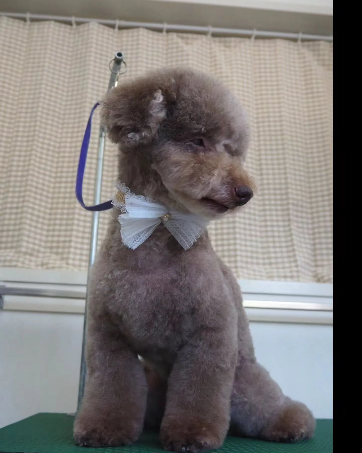 【トリミング】少しイメチェン【トイプードル】