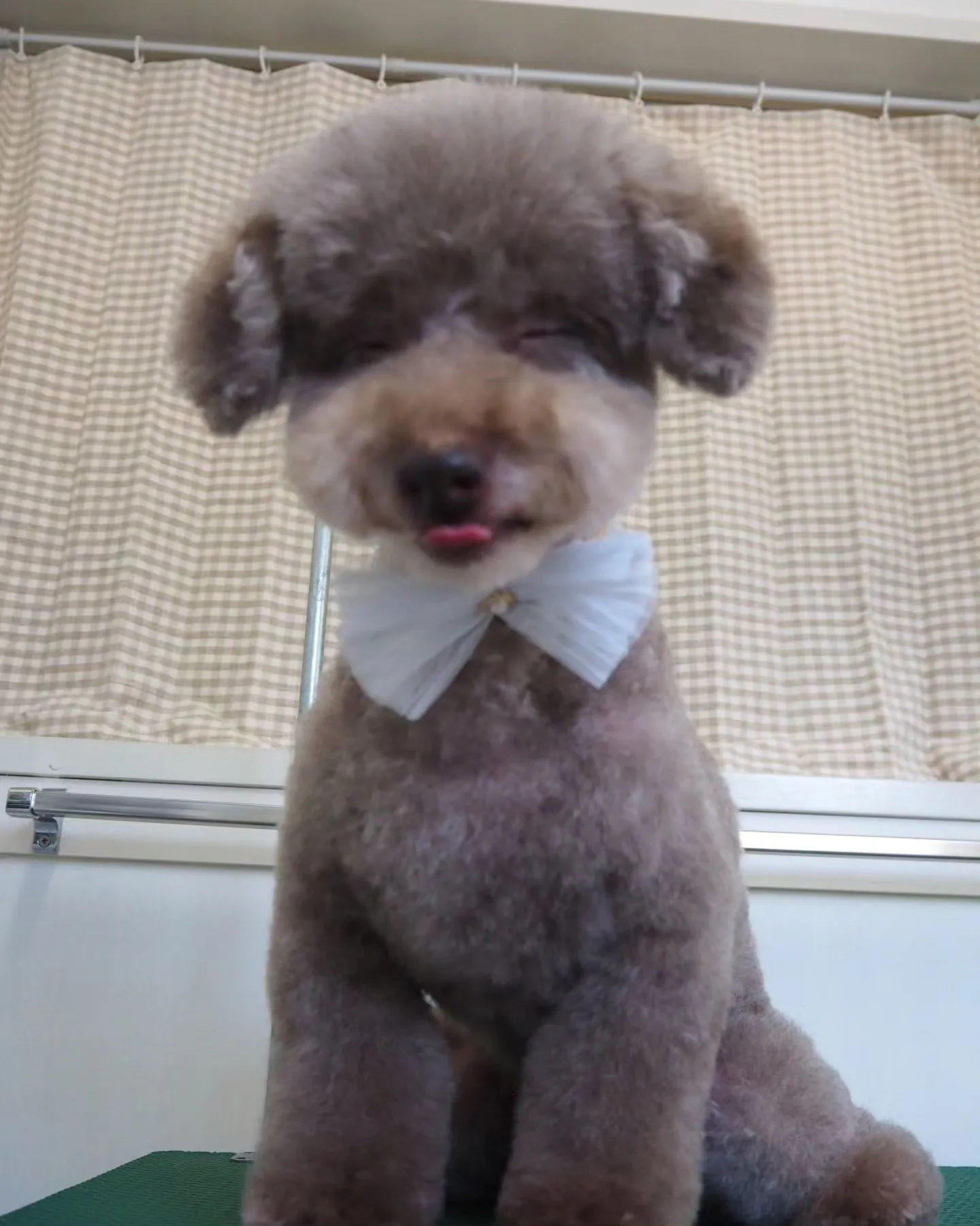 【トリミング】少しイメチェン【トイプードル】