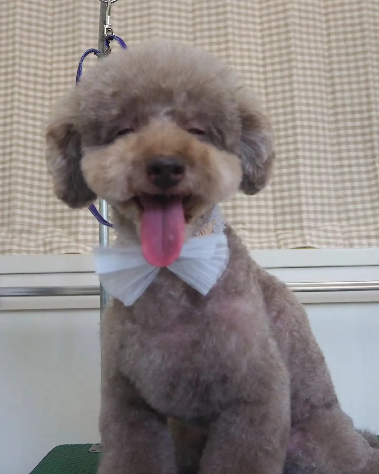 【トリミング】少しイメチェン【トイプードル】