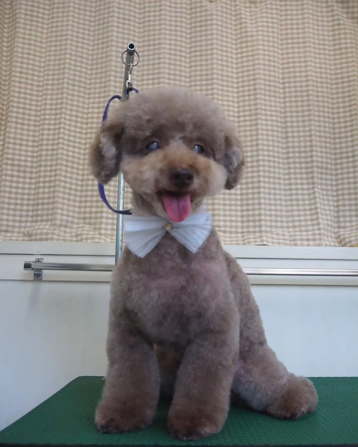 【トリミング】少しイメチェン【トイプードル】