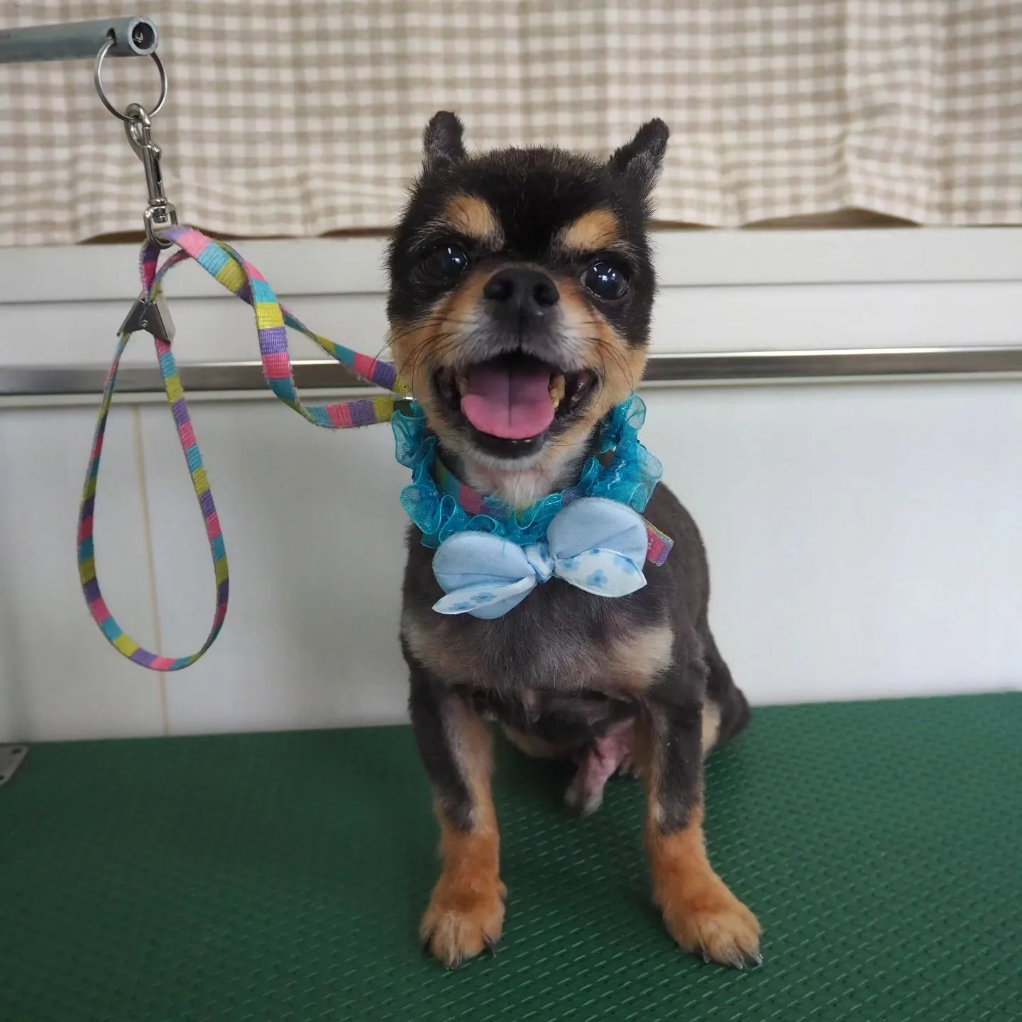 【トリミング】薬浴シャンプー【チワワ】