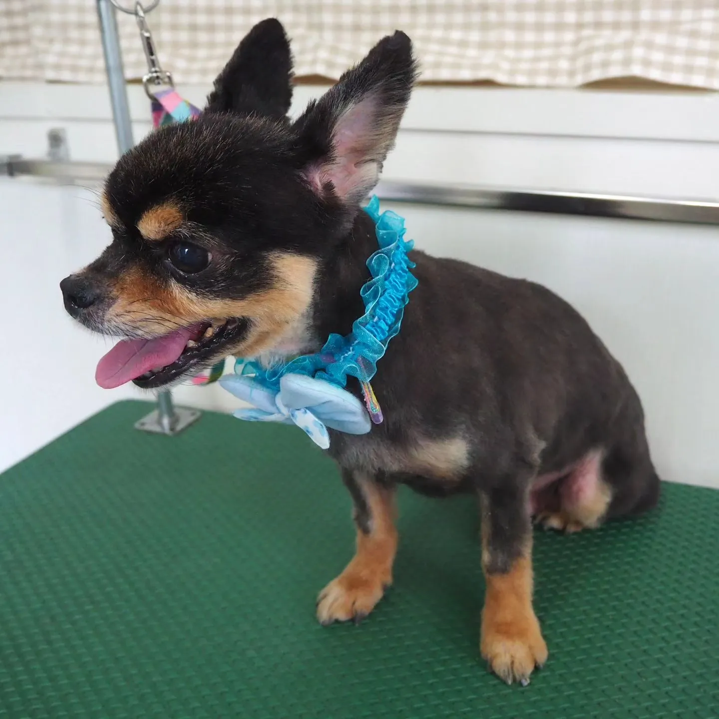 【トリミング】薬浴シャンプー【チワワ】