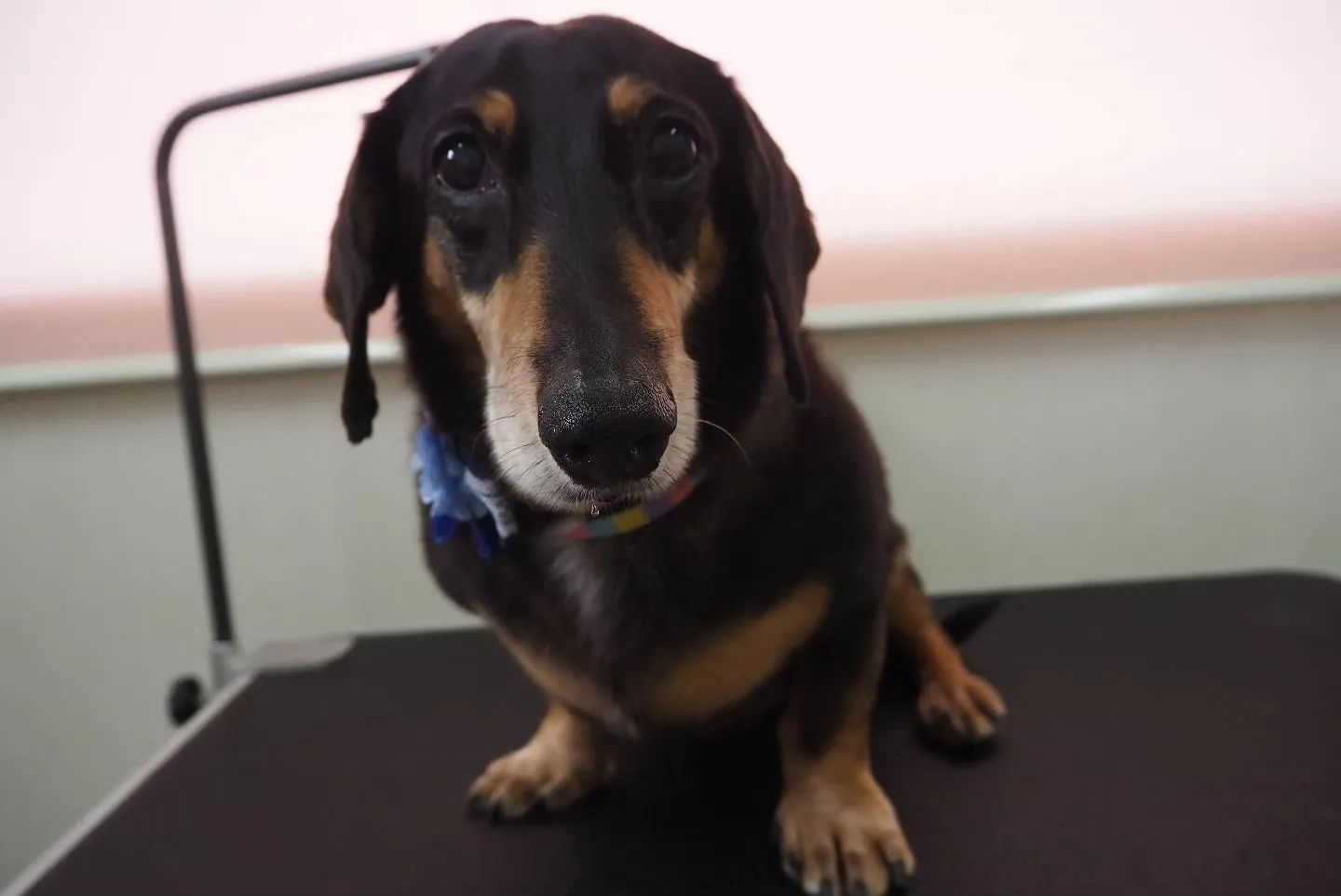 【トリミング】ミニチュアダックスフント【シャンプーコース】