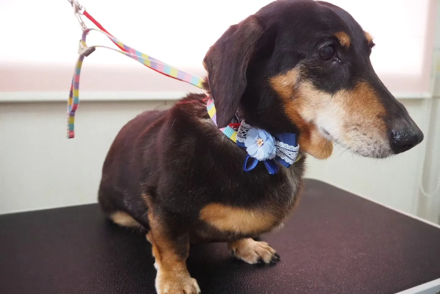 【トリミング】ミニチュアダックスフント【シャンプーコース】