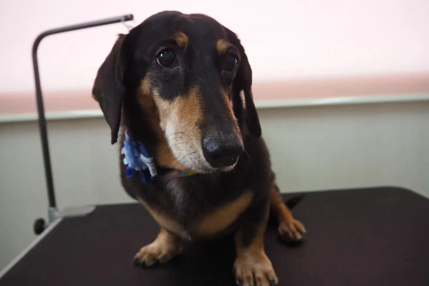 【トリミング】ミニチュアダックスフント【シャンプーコース】