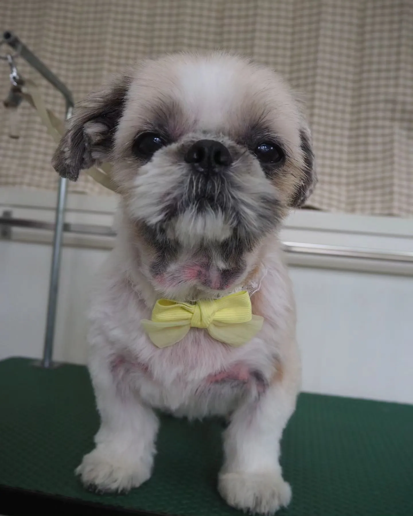 【トリミング】薬浴シャンプー【シーズー】