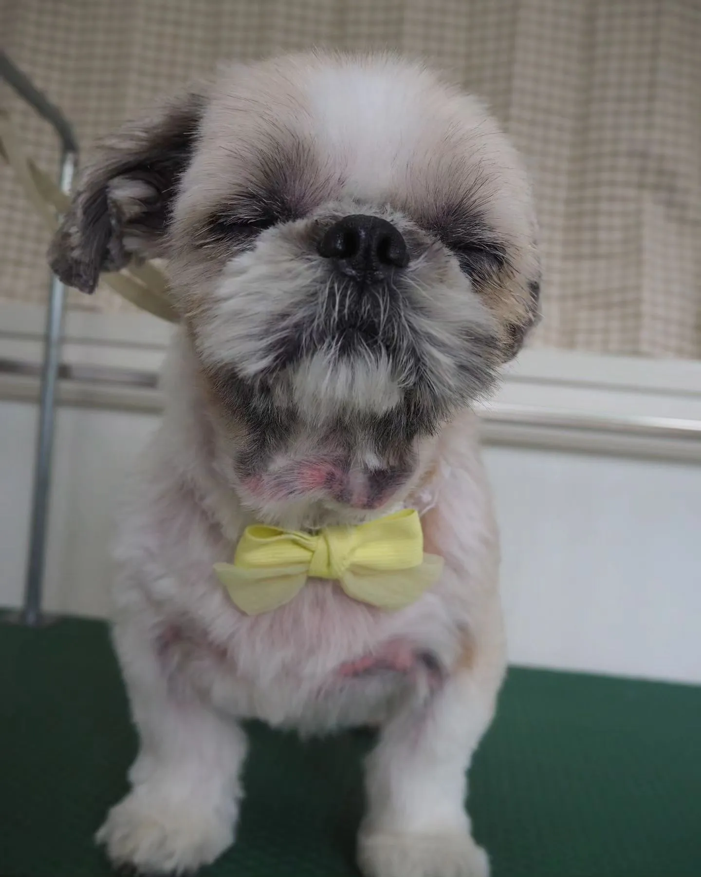 【トリミング】薬浴シャンプー【シーズー】