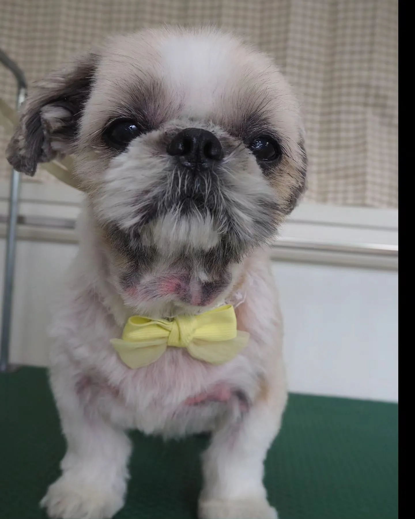 【トリミング】薬浴シャンプー【シーズー】