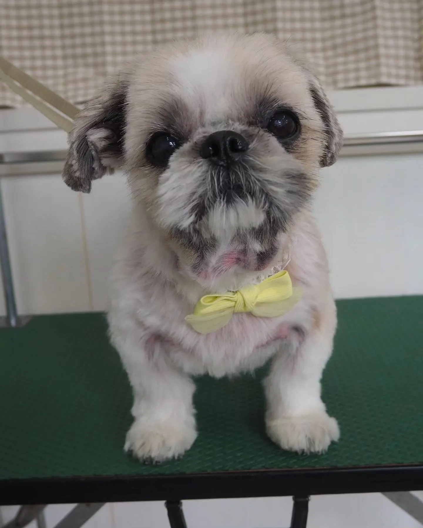 【トリミング】薬浴シャンプー【シーズー】