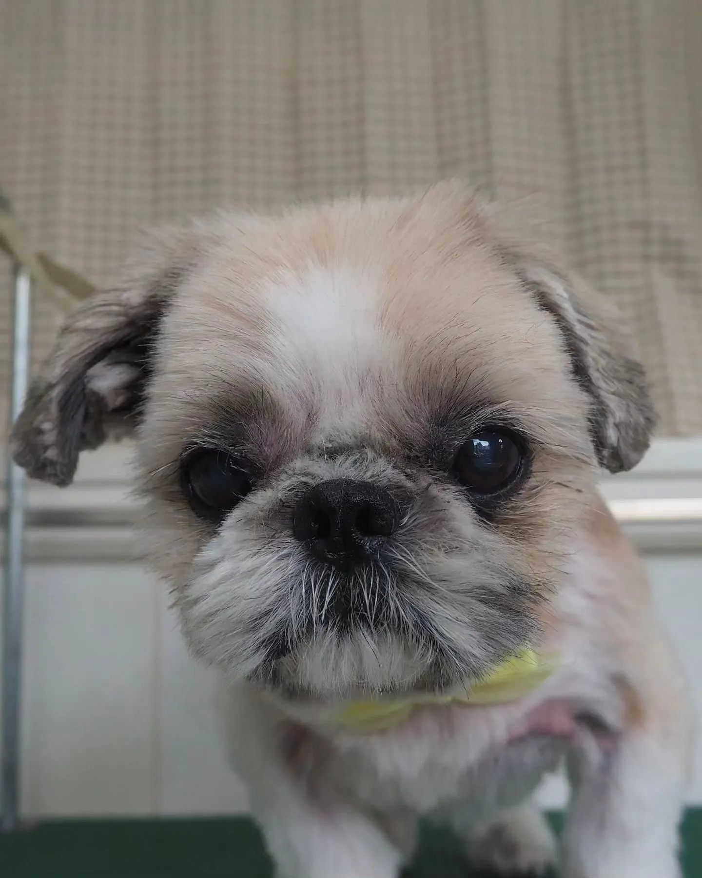 【トリミング】薬浴シャンプー【シーズー】