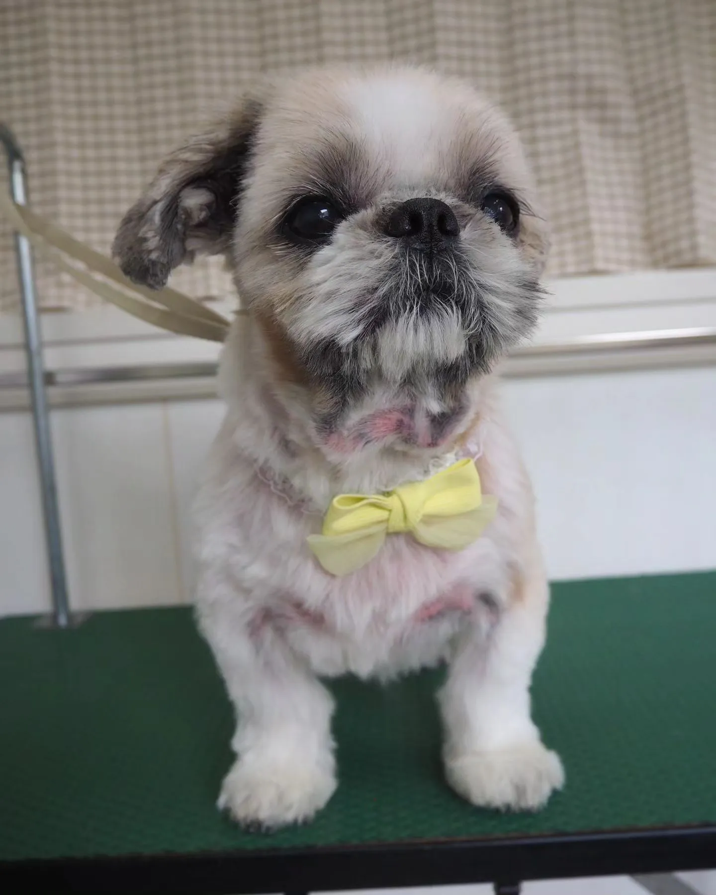 【トリミング】薬浴シャンプー【シーズー】