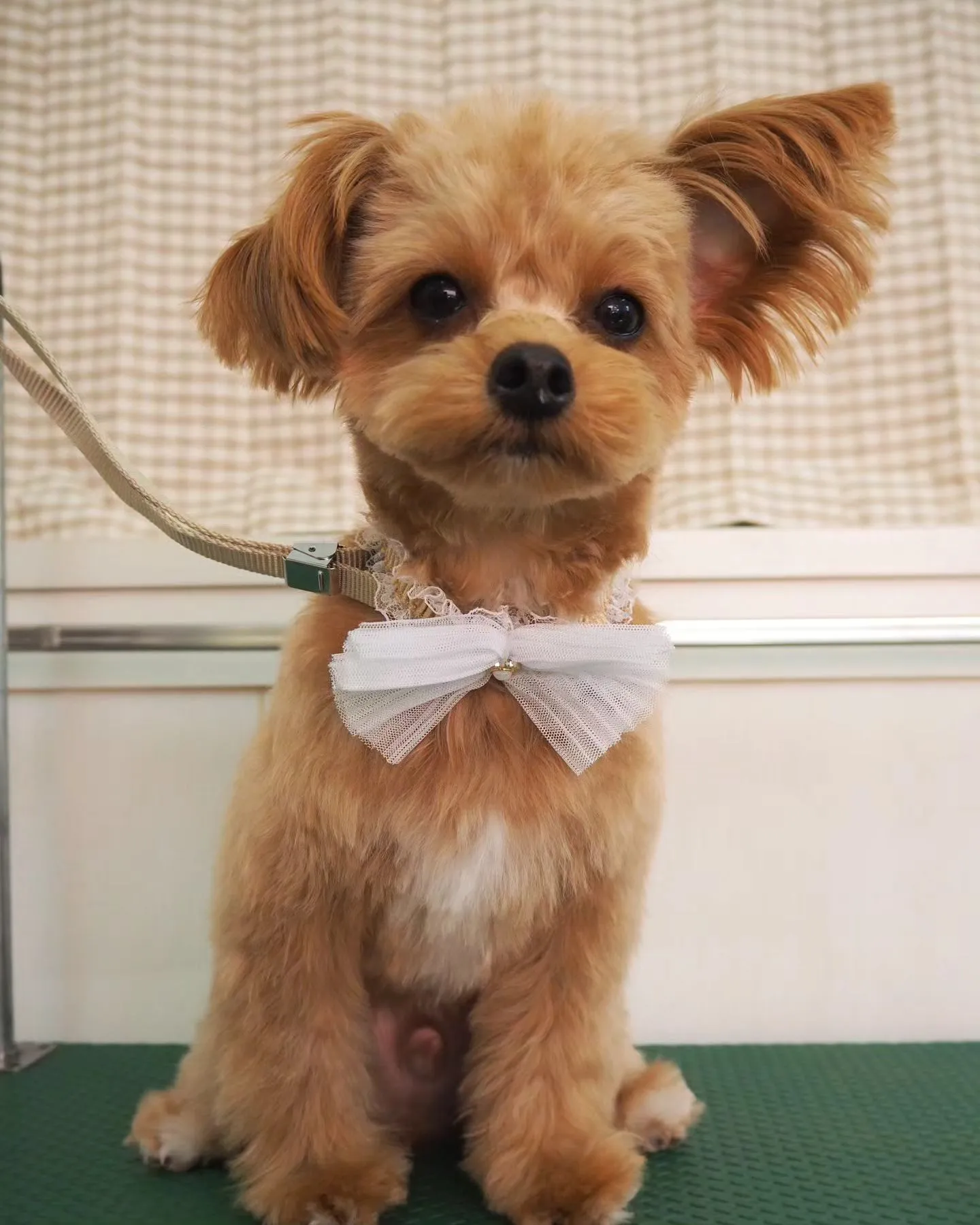 【トリミング】【お任せカット】