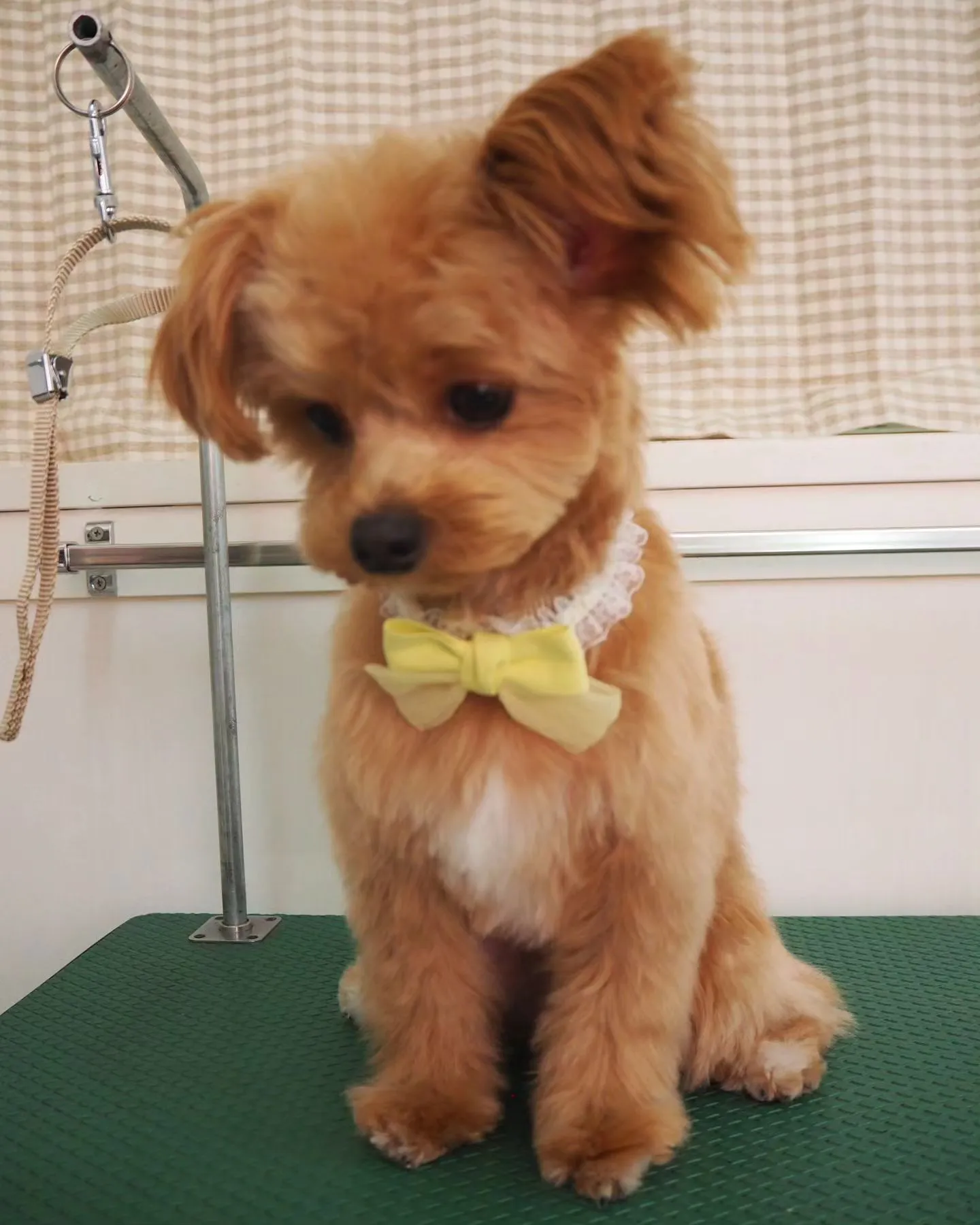 【トリミング】【お任せカット】