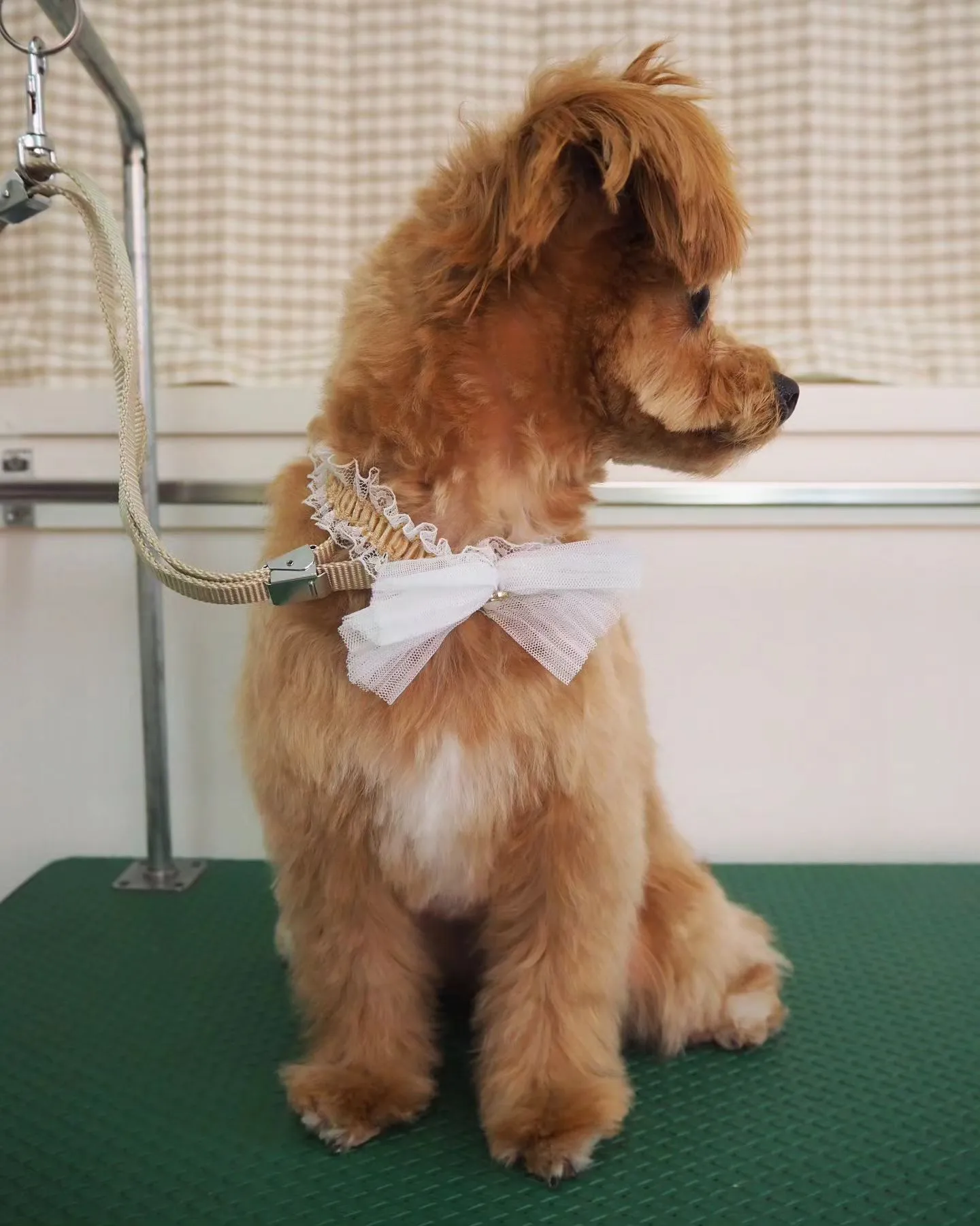 【トリミング】【お任せカット】