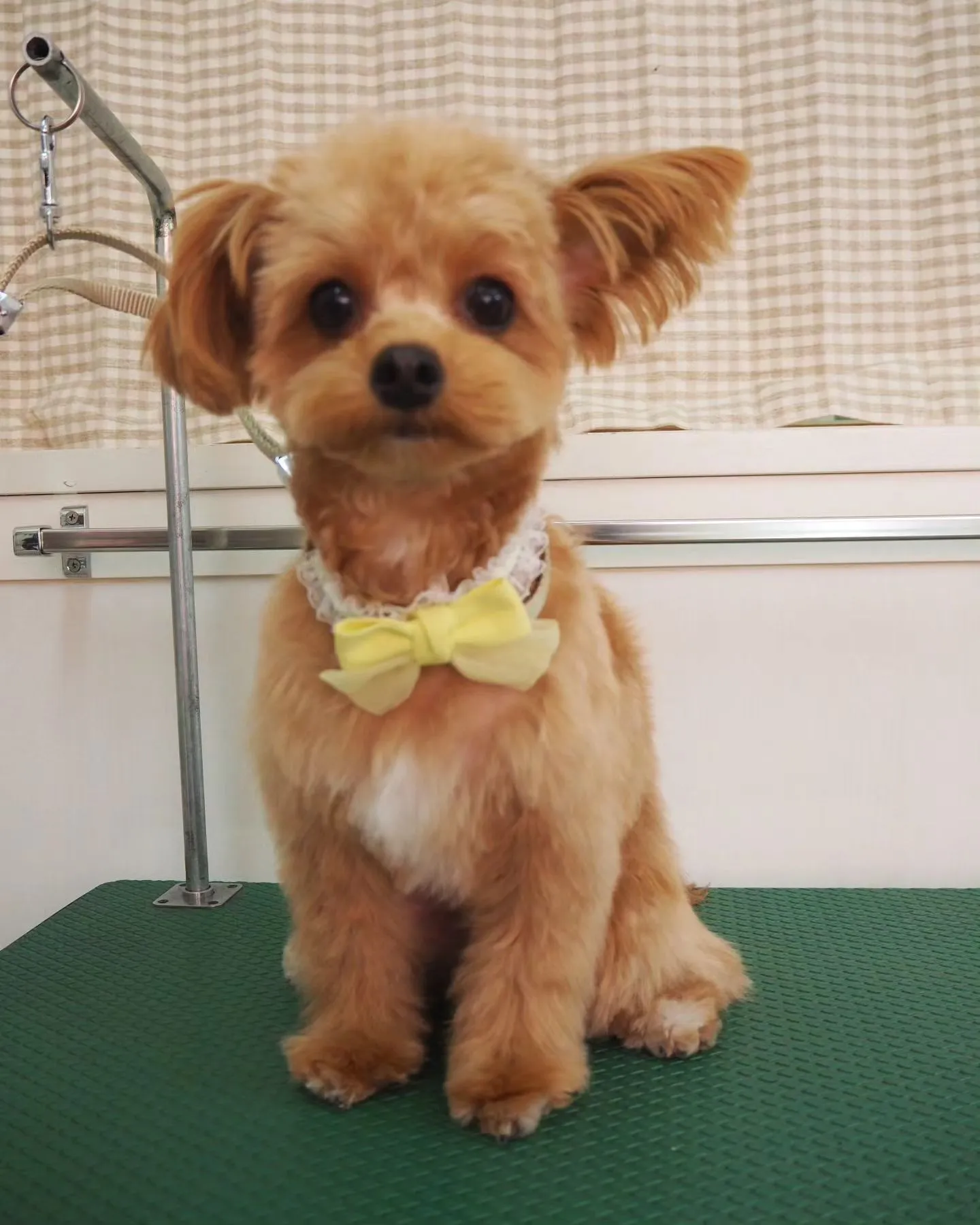 【トリミング】【お任せカット】