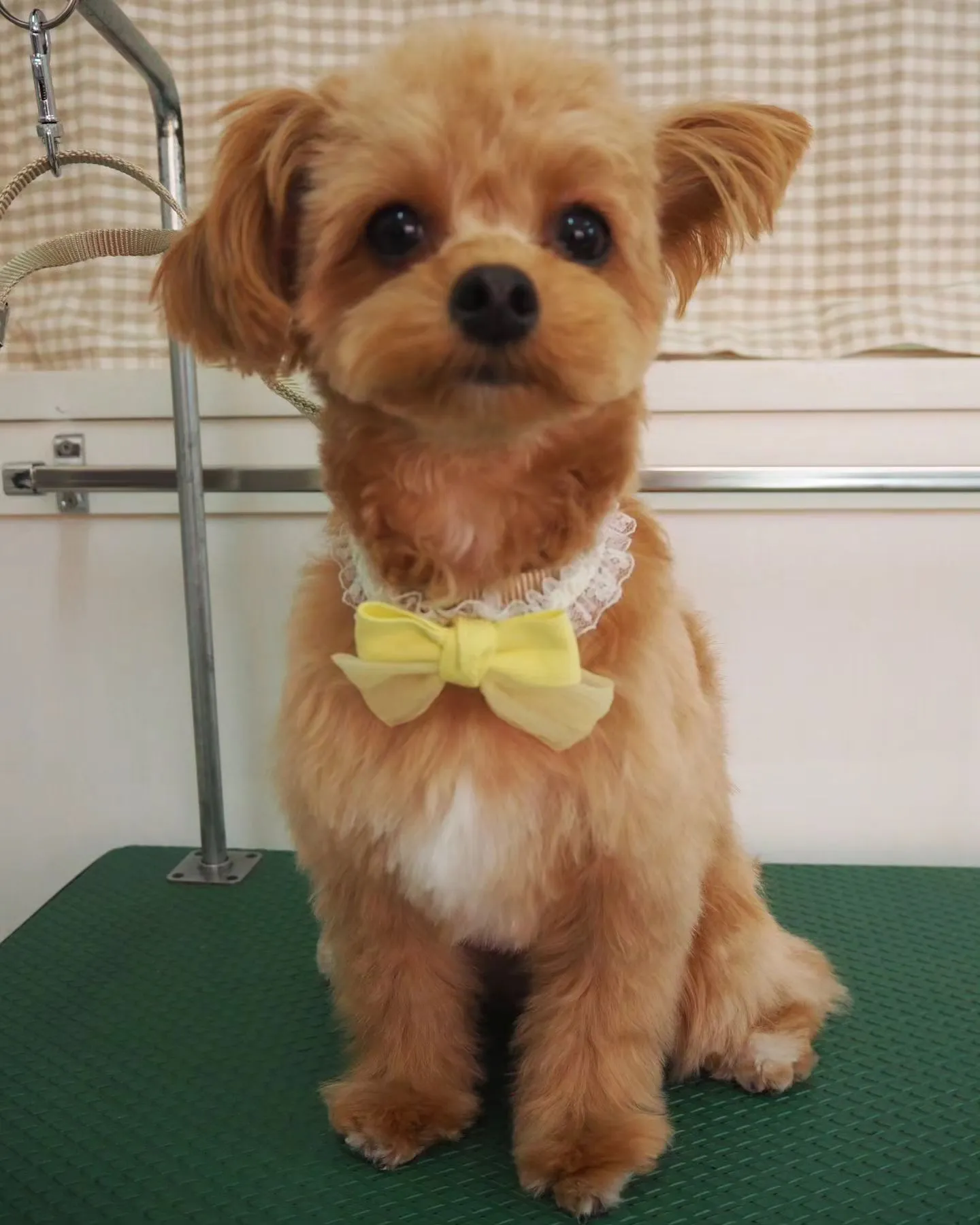 【トリミング】【お任せカット】