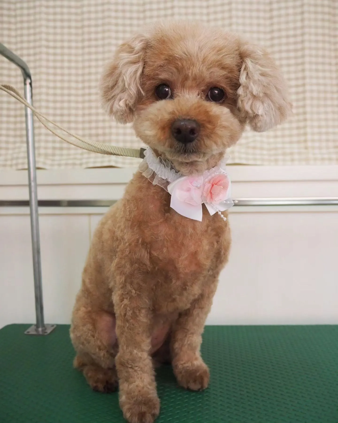 【トリミング】トイプードル【バリカン仕上げ】