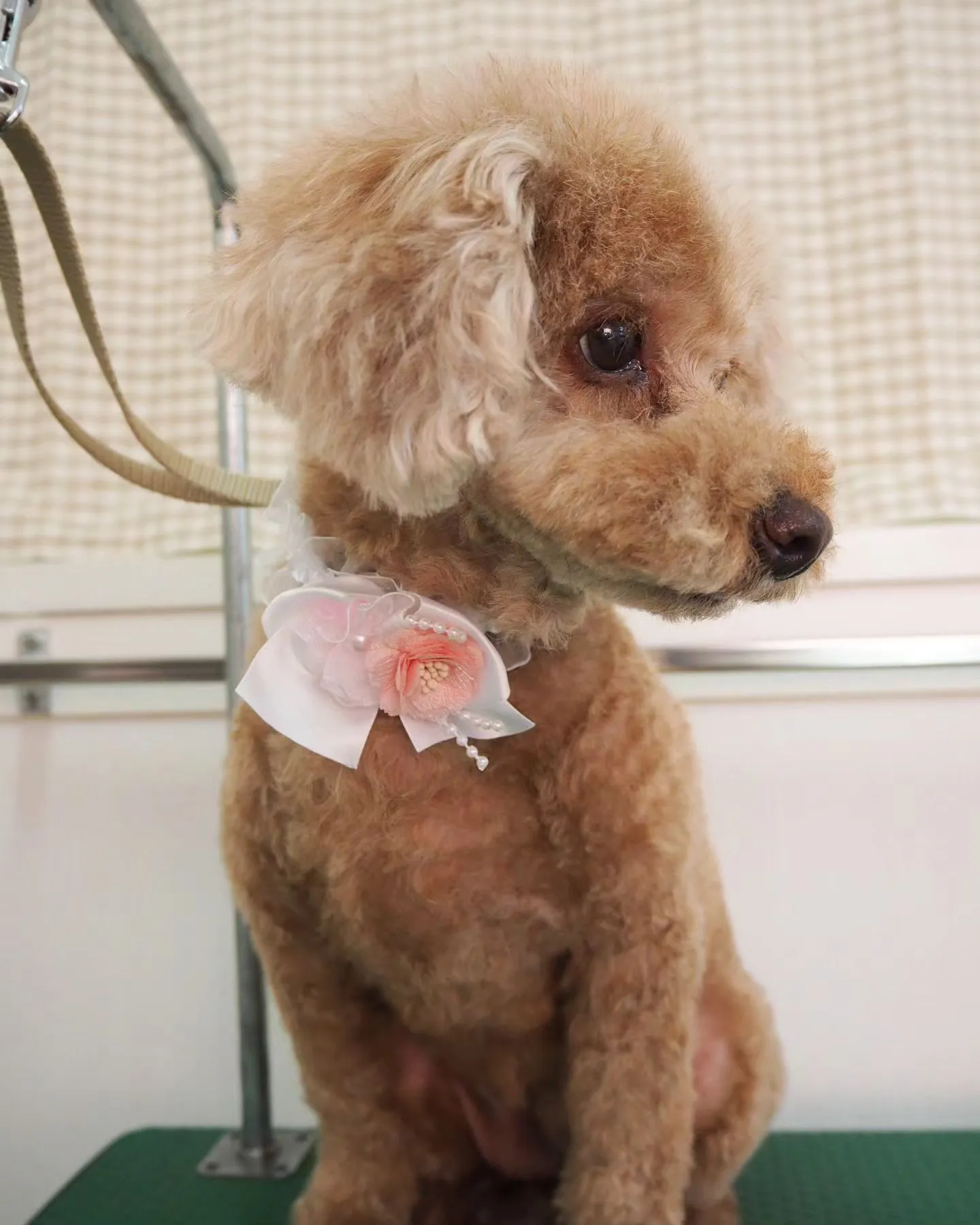 【トリミング】トイプードル【バリカン仕上げ】