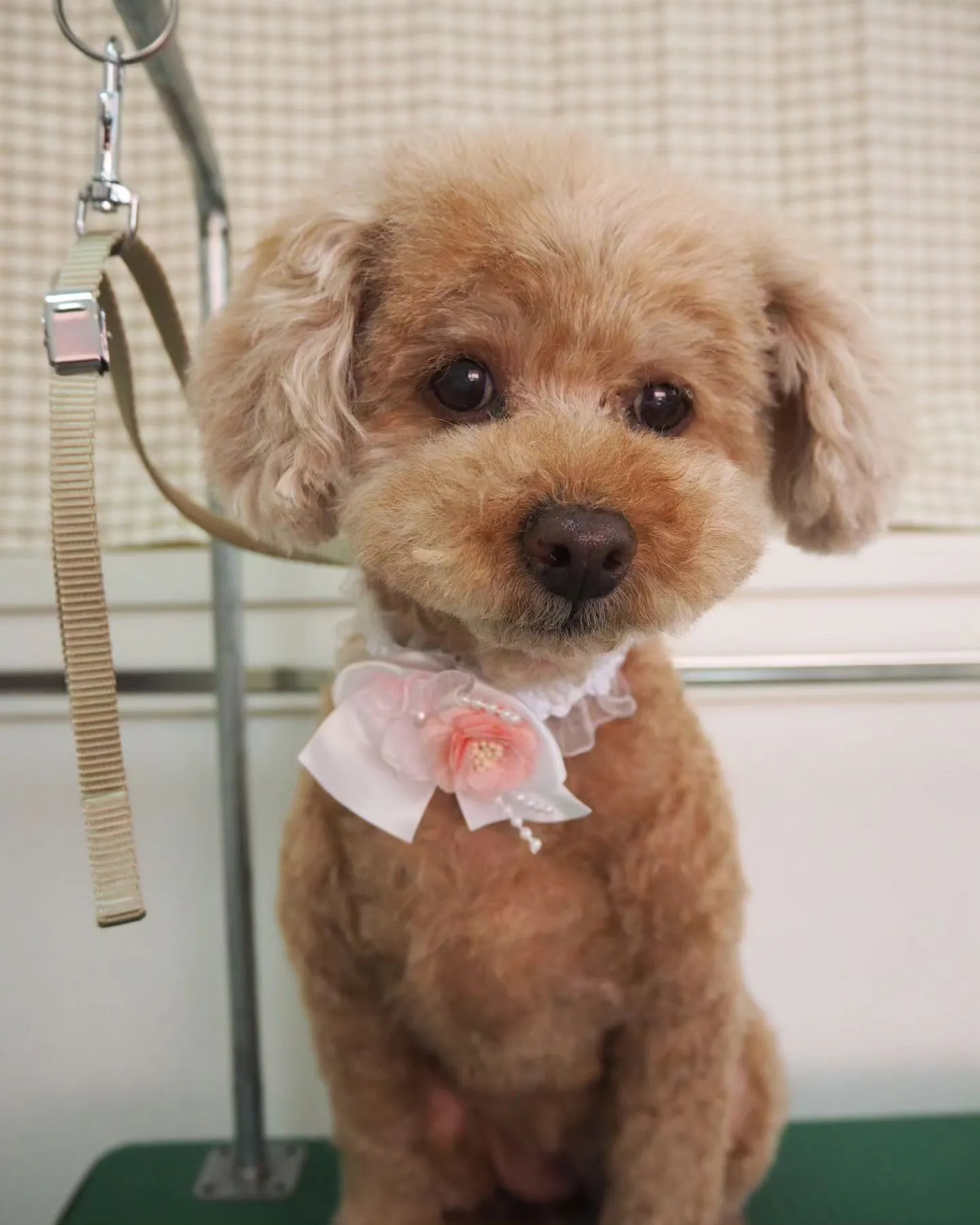 【トリミング】トイプードル【バリカン仕上げ】