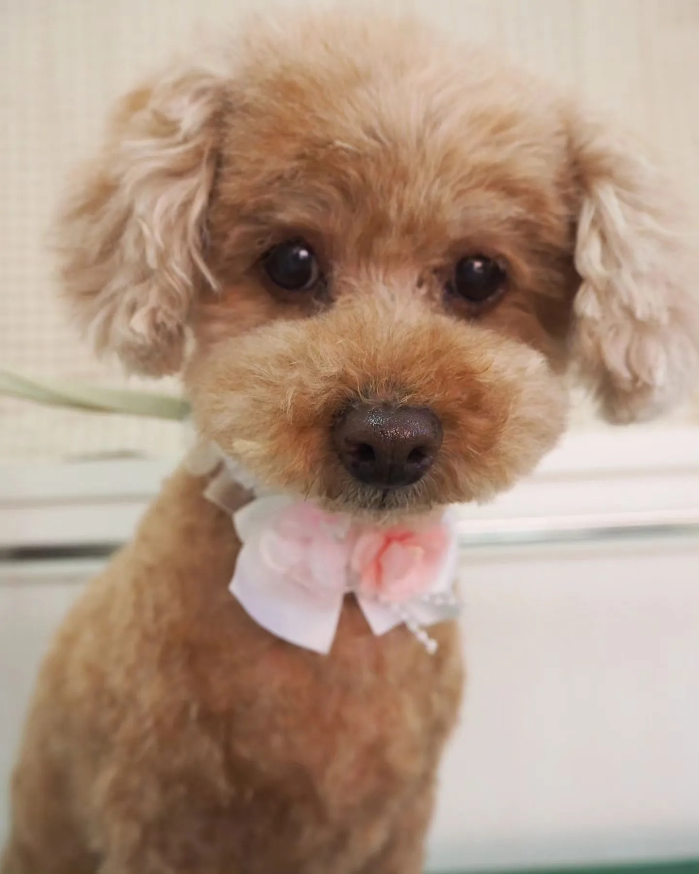 【トリミング】トイプードル【バリカン仕上げ】