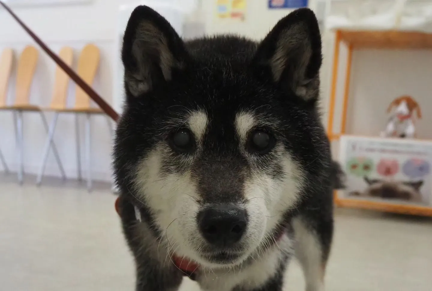 【トリミング】柴犬【シャンプーコース】