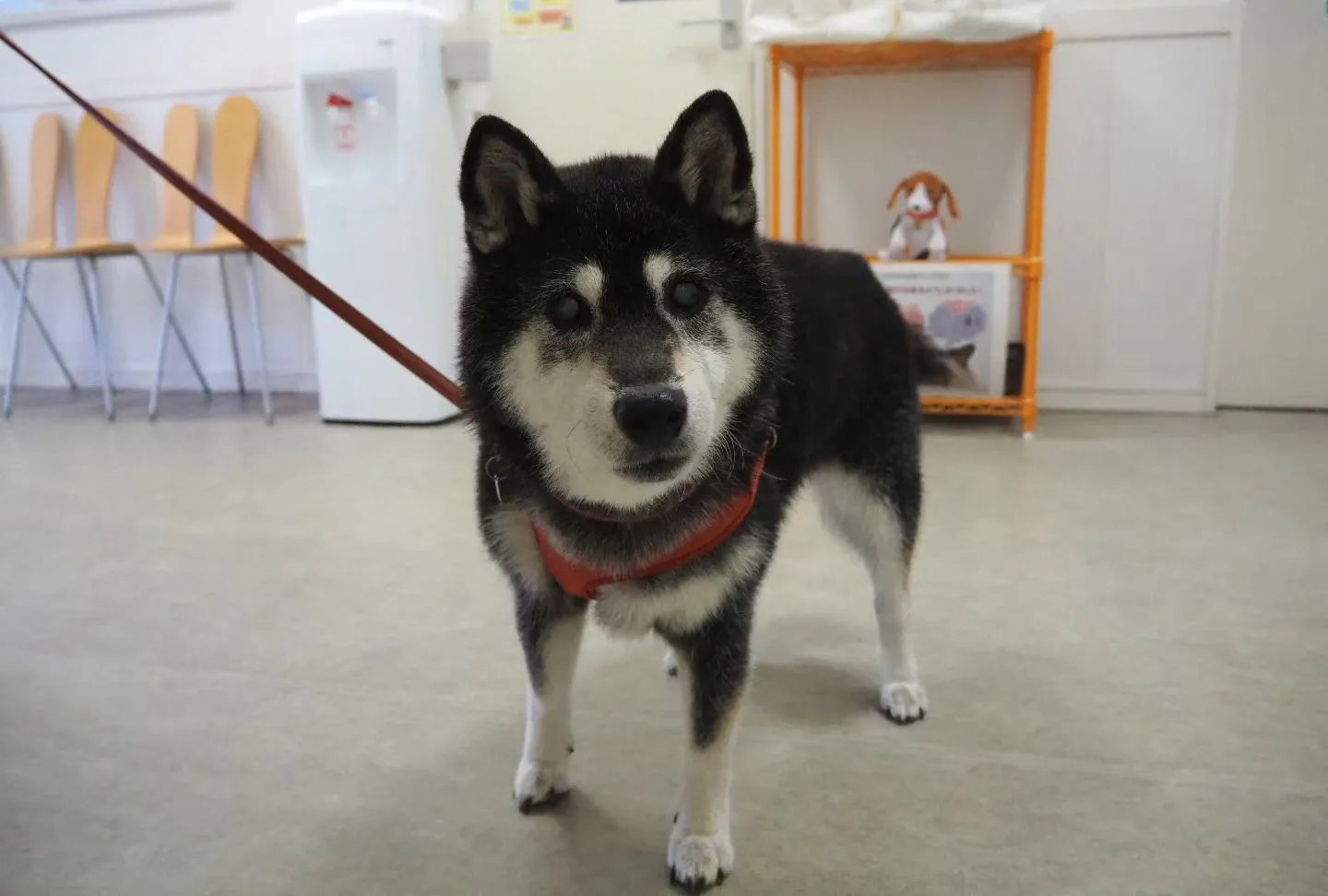 【トリミング】柴犬【シャンプーコース】