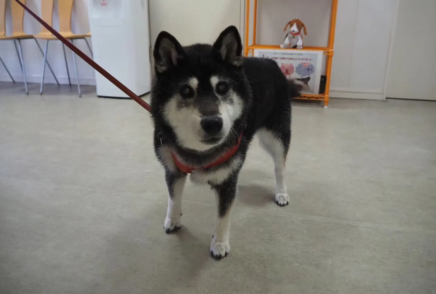 【トリミング】柴犬【シャンプーコース】