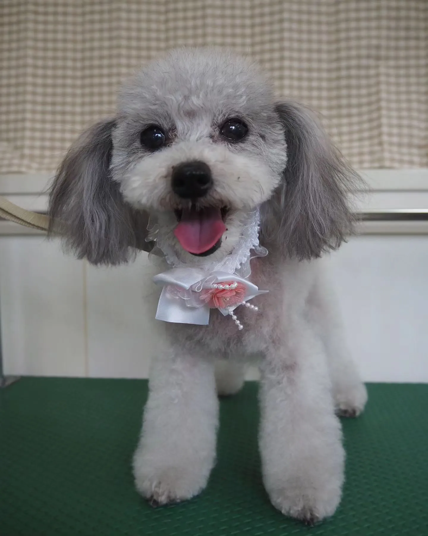 【トリミング】トイプードル【お気に入りカット】