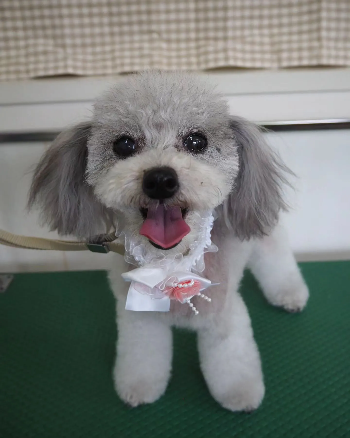 【トリミング】トイプードル【お気に入りカット】