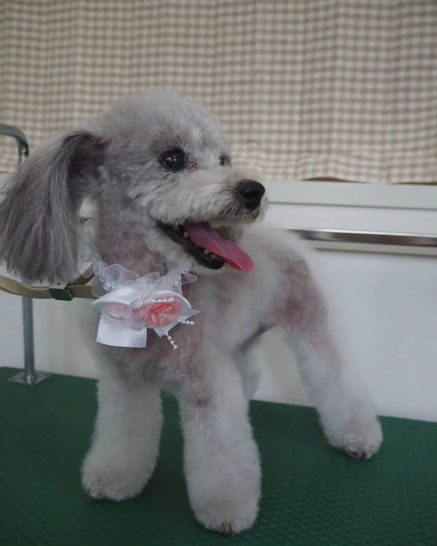 【トリミング】トイプードル【お気に入りカット】