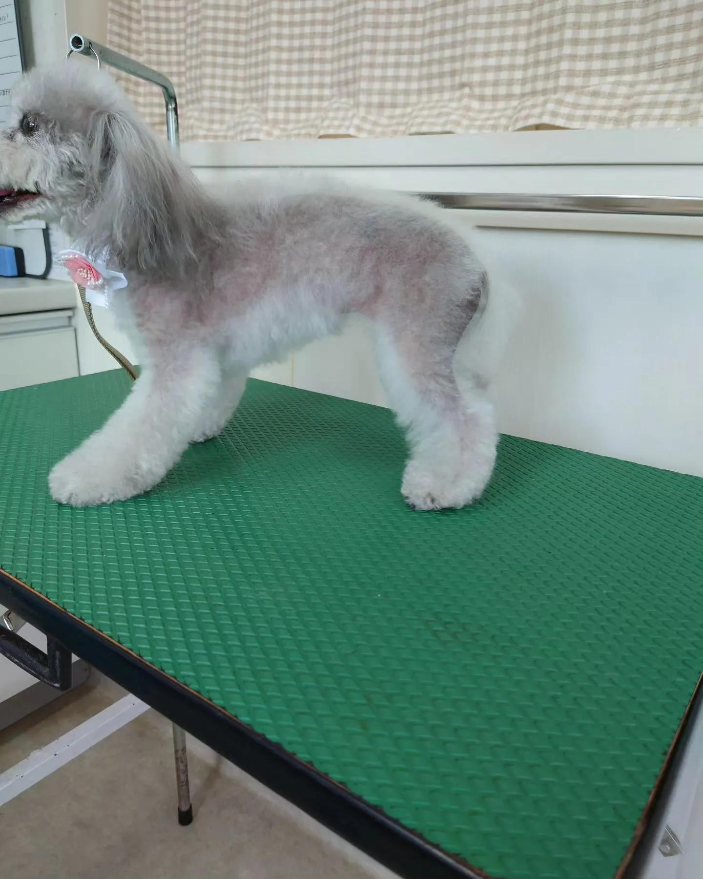 【トリミング】トイプードル【お気に入りカット】