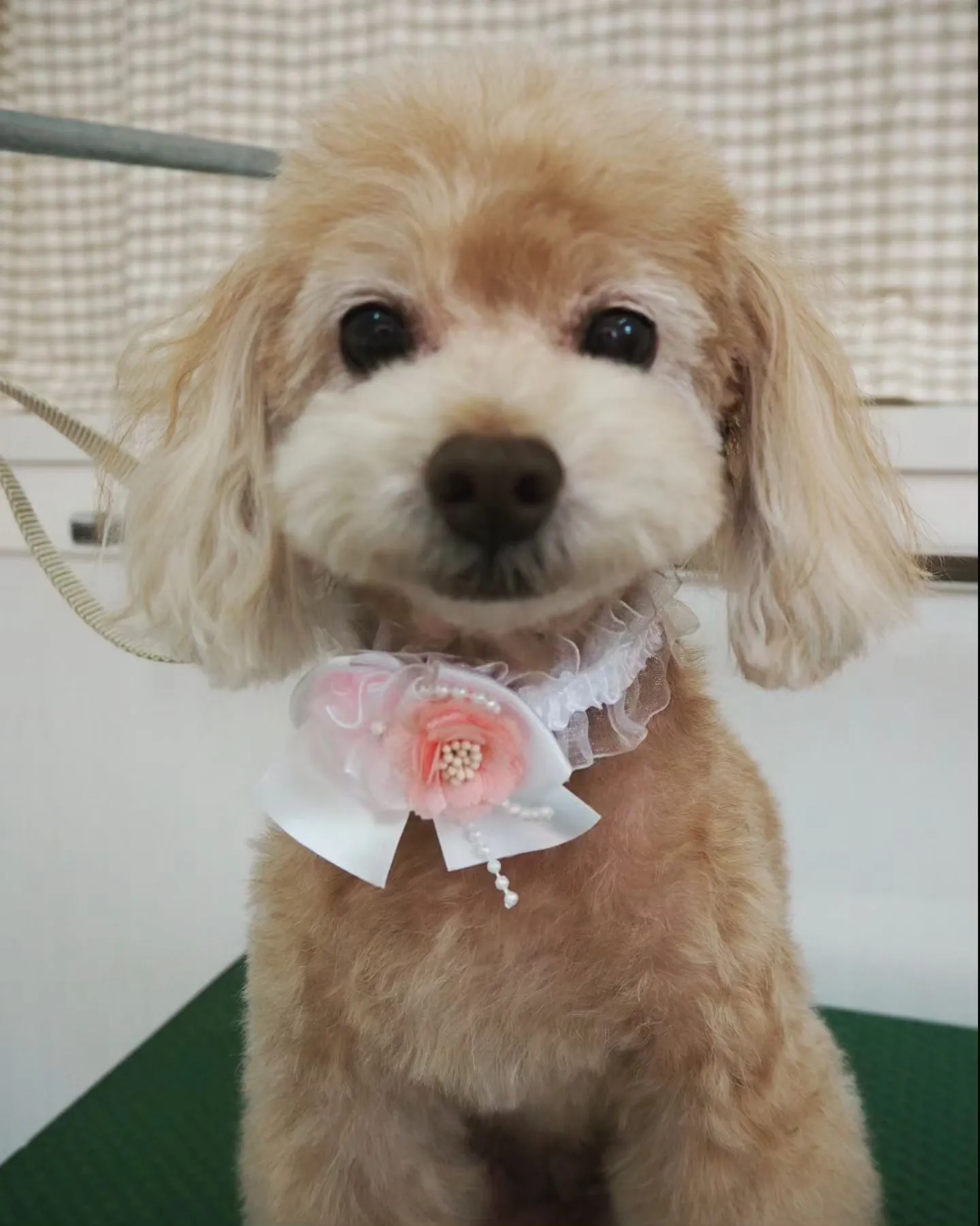 【トリミング】トイプードル【お気に入りカット】