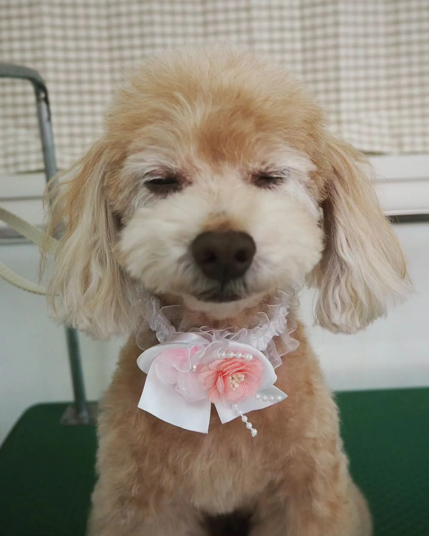 【トリミング】トイプードル【お気に入りカット】