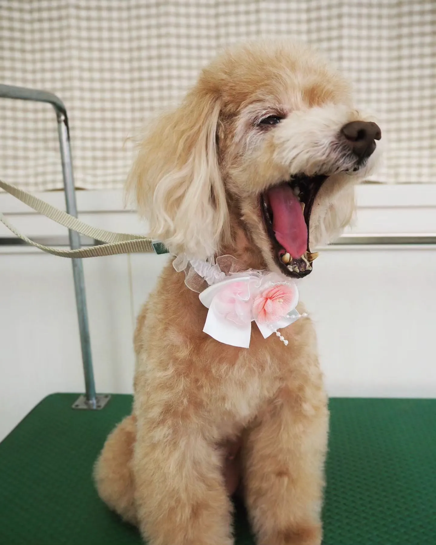 【トリミング】トイプードル【お気に入りカット】