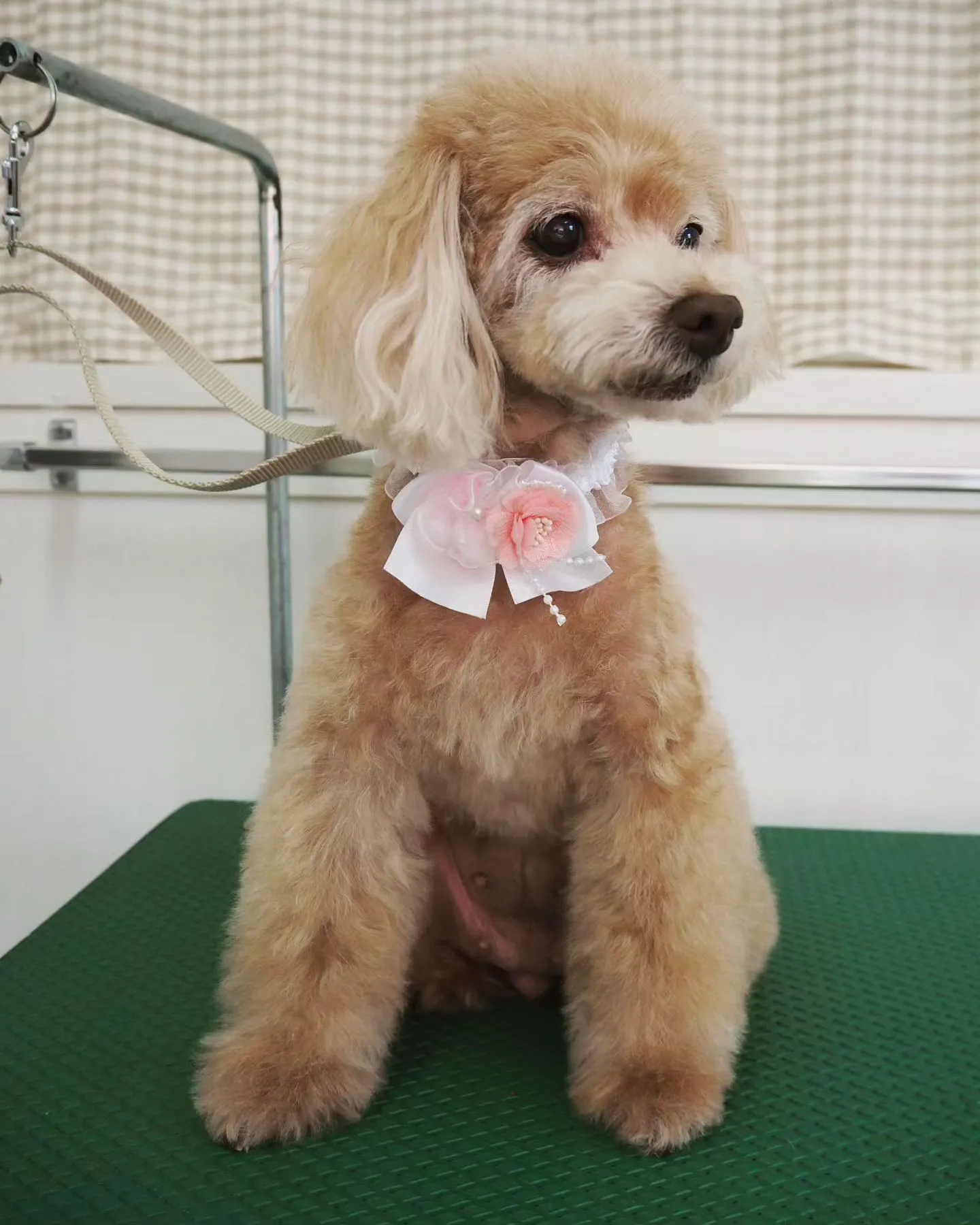 【トリミング】トイプードル【お気に入りカット】