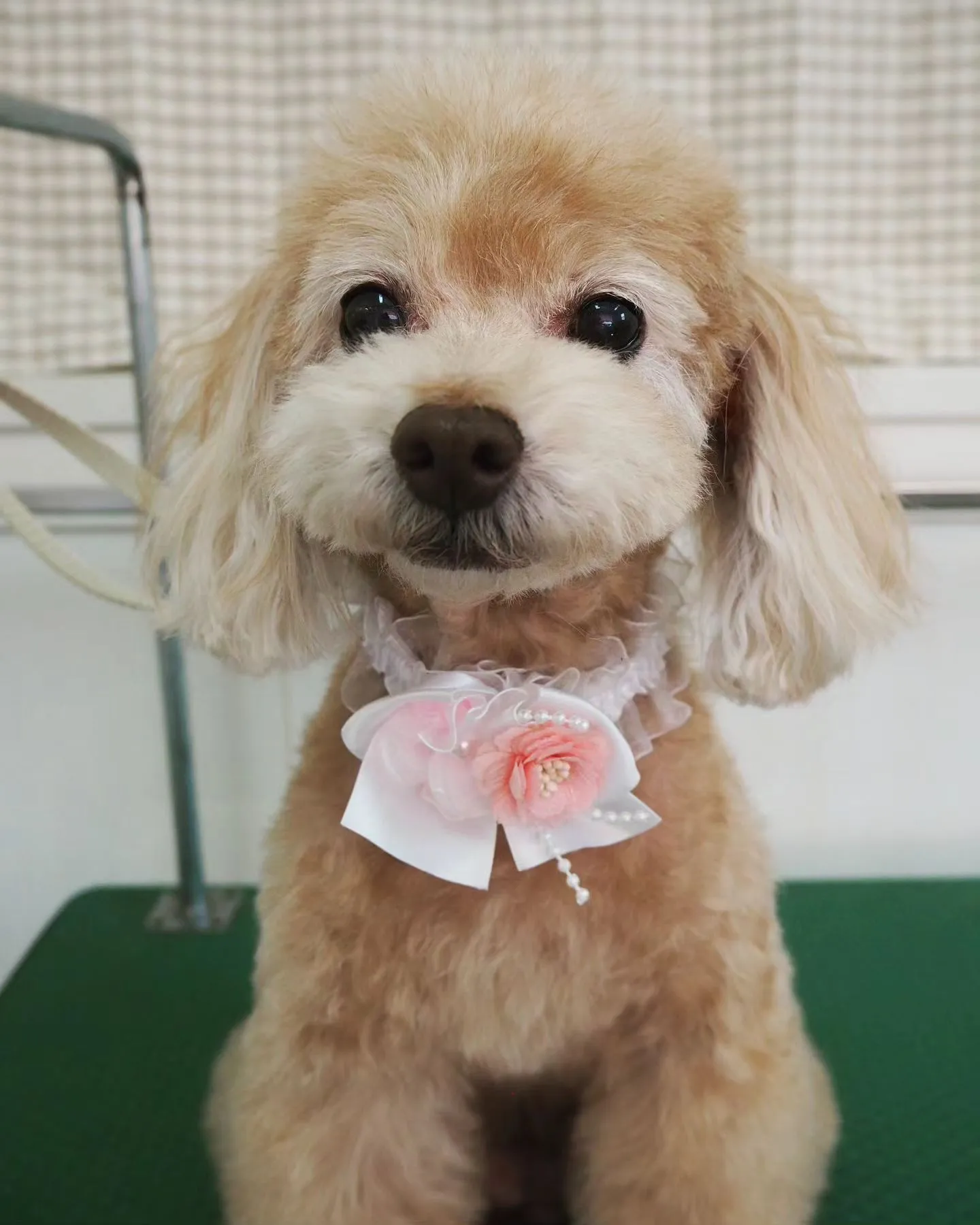 【トリミング】トイプードル【お気に入りカット】