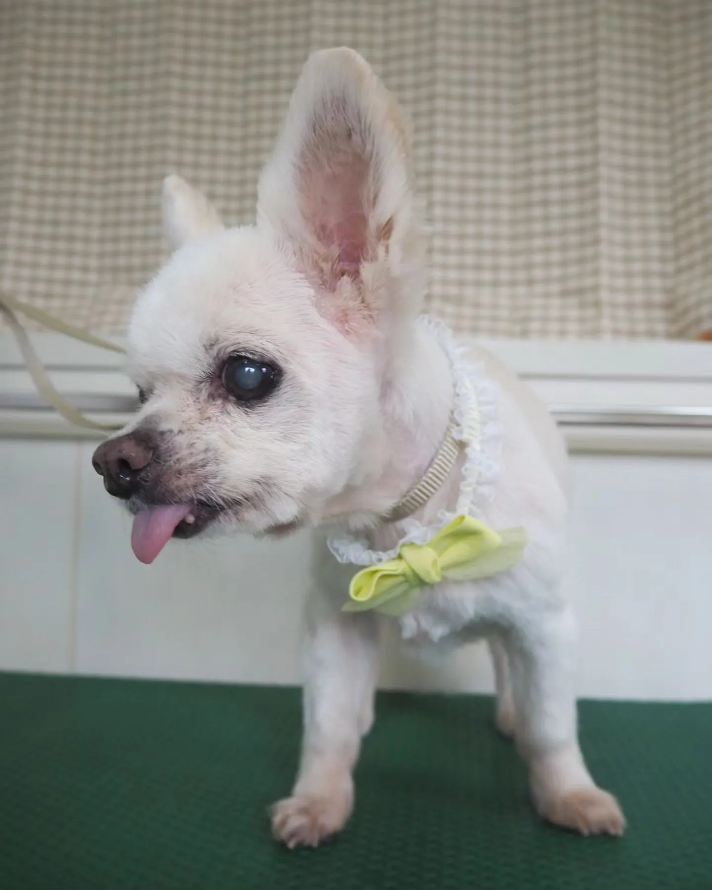 【トリミング】チワワ【バリカン仕上げ】