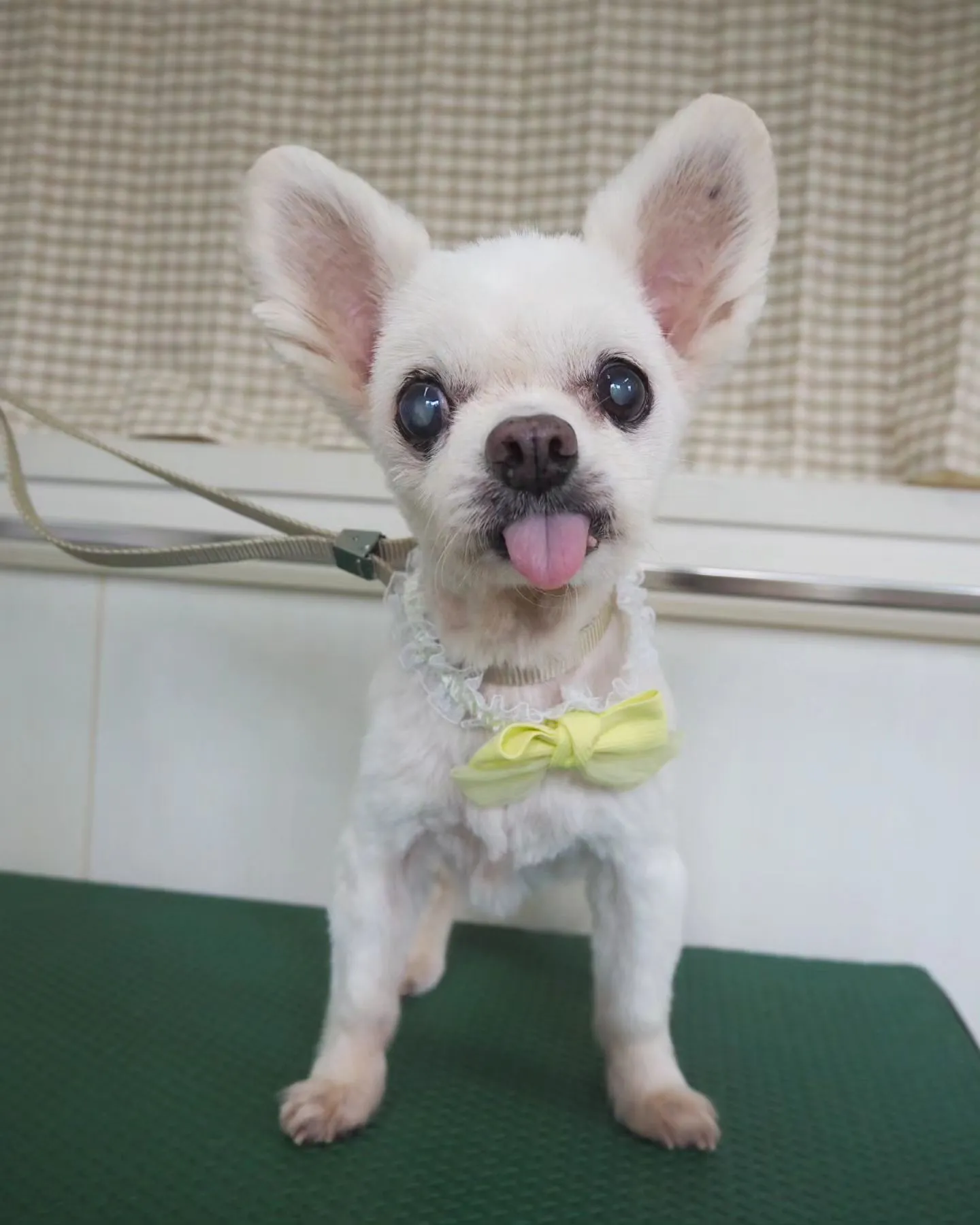 【トリミング】チワワ【バリカン仕上げ】